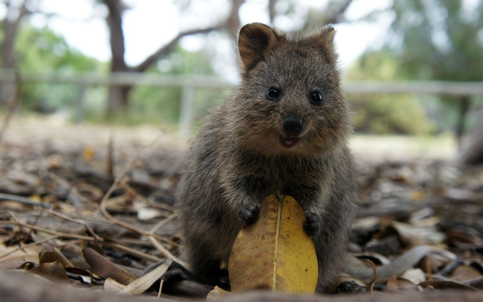 nature, 1080P, quokka, animals, leaves, HD Wallpaper