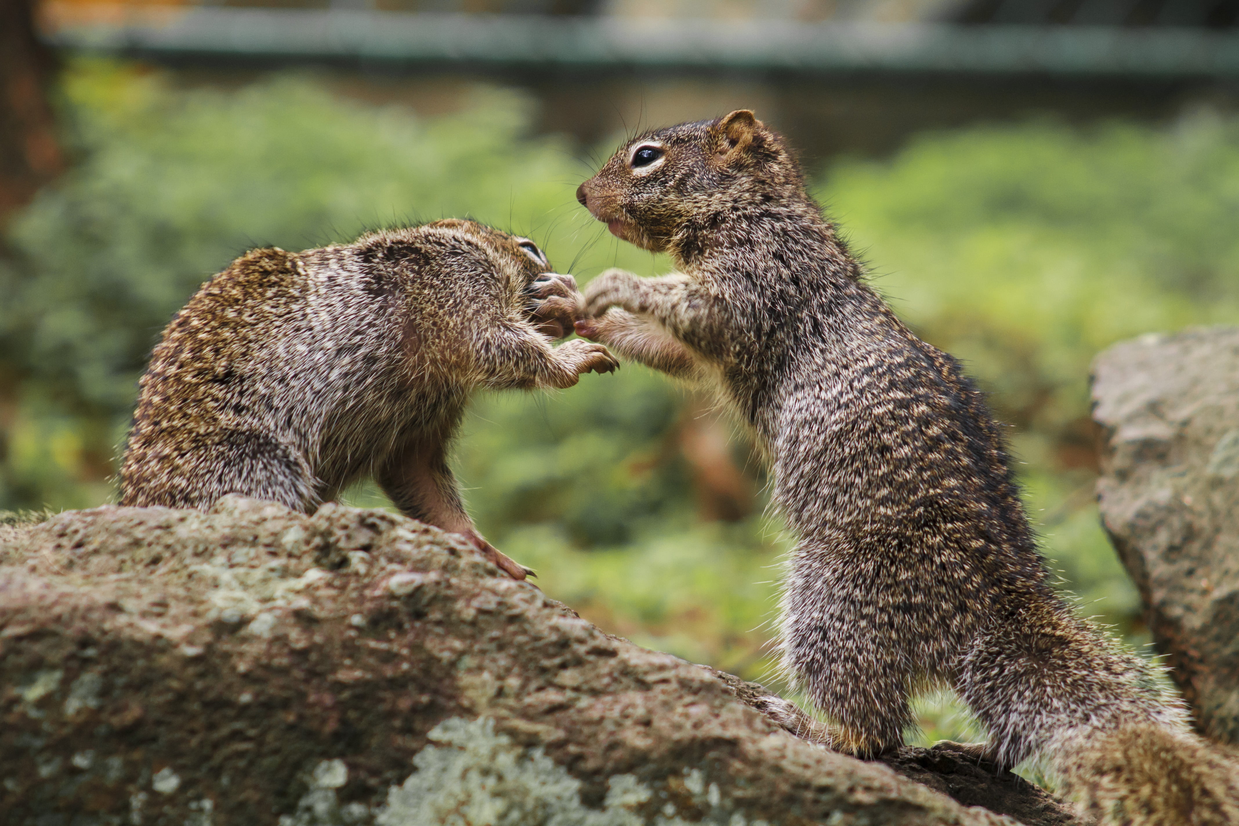 captures, photography, followme, brown, dreamy, blur, travel, ardilla, lovely, animals In The Wild, animals, 4K, nature, explore, picture, photographer, HD Wallpaper