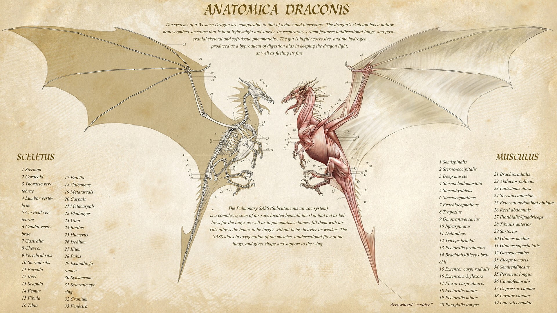 no people, nature, anatomica, the past, fantasy art, architecture, newspaper, infographics, history, communication, cut out, dragon, old, document, antique, HD Wallpaper