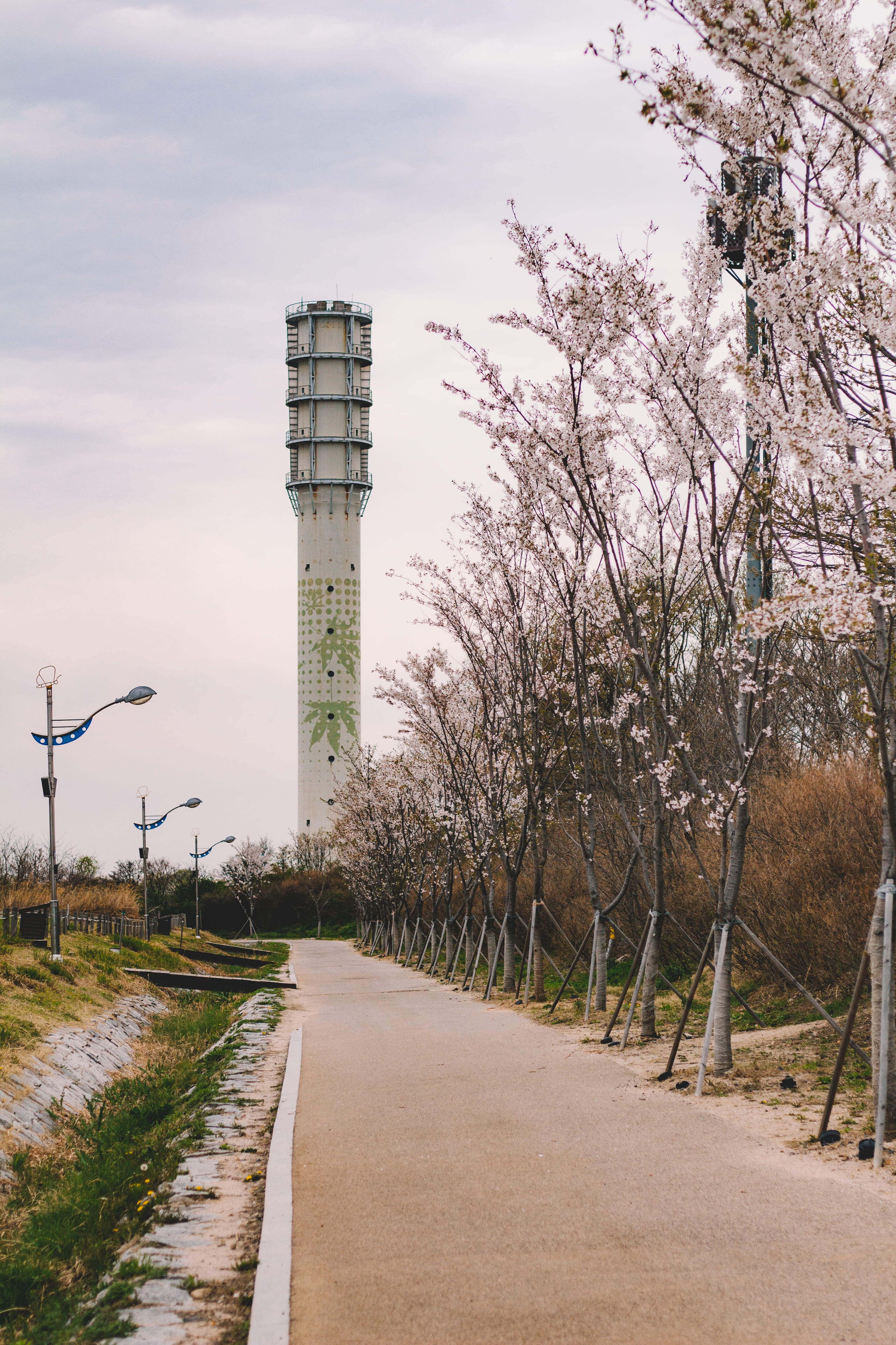 the way forward, direction, guidance, nature, cherry blossom, built structure, 5K, no people, diminishing perspective, blossom, haneul park, cloud - sky, Phone HD Wallpaper