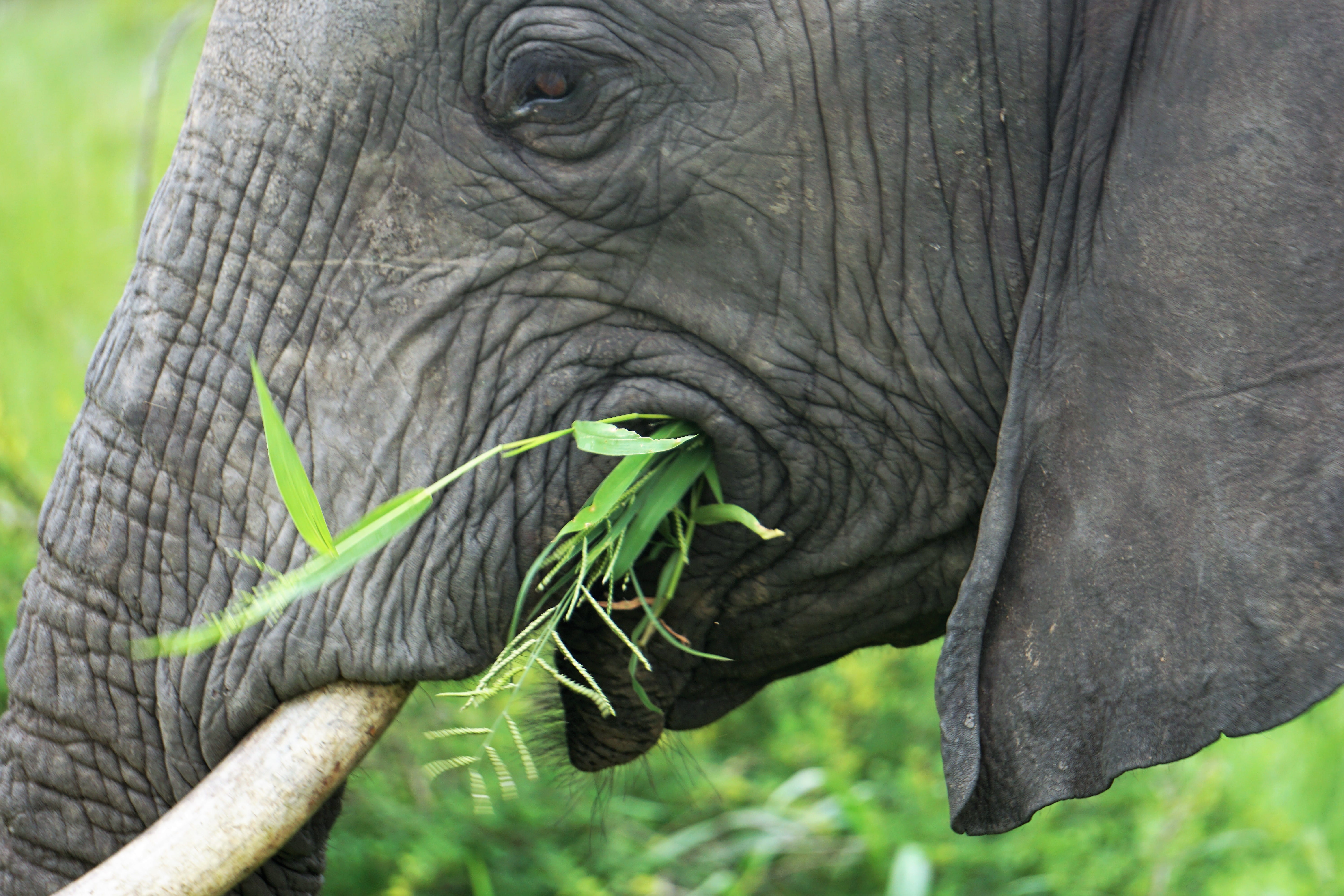 day, elephant, no people, 5K, one animal, animal wildlife, tote bag, focus on foreground, landscape, vertebrate, outdoors, animals in the wild, scenery, HD Wallpaper