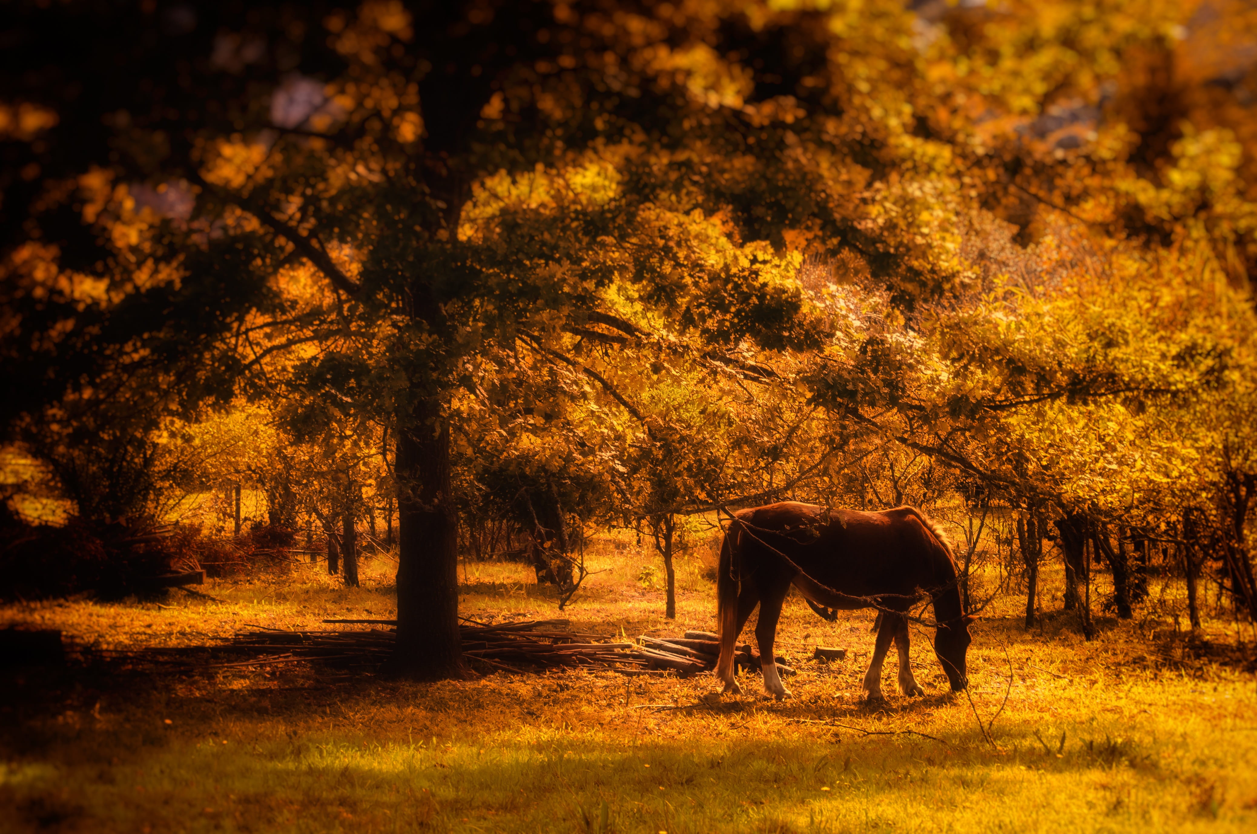 4K, grazing, field, animal, animal wildlife, sunset, tree, equine, domestic, silhouette, land, herbivorous, orange, standing, one animal, plant, pets, HD Wallpaper
