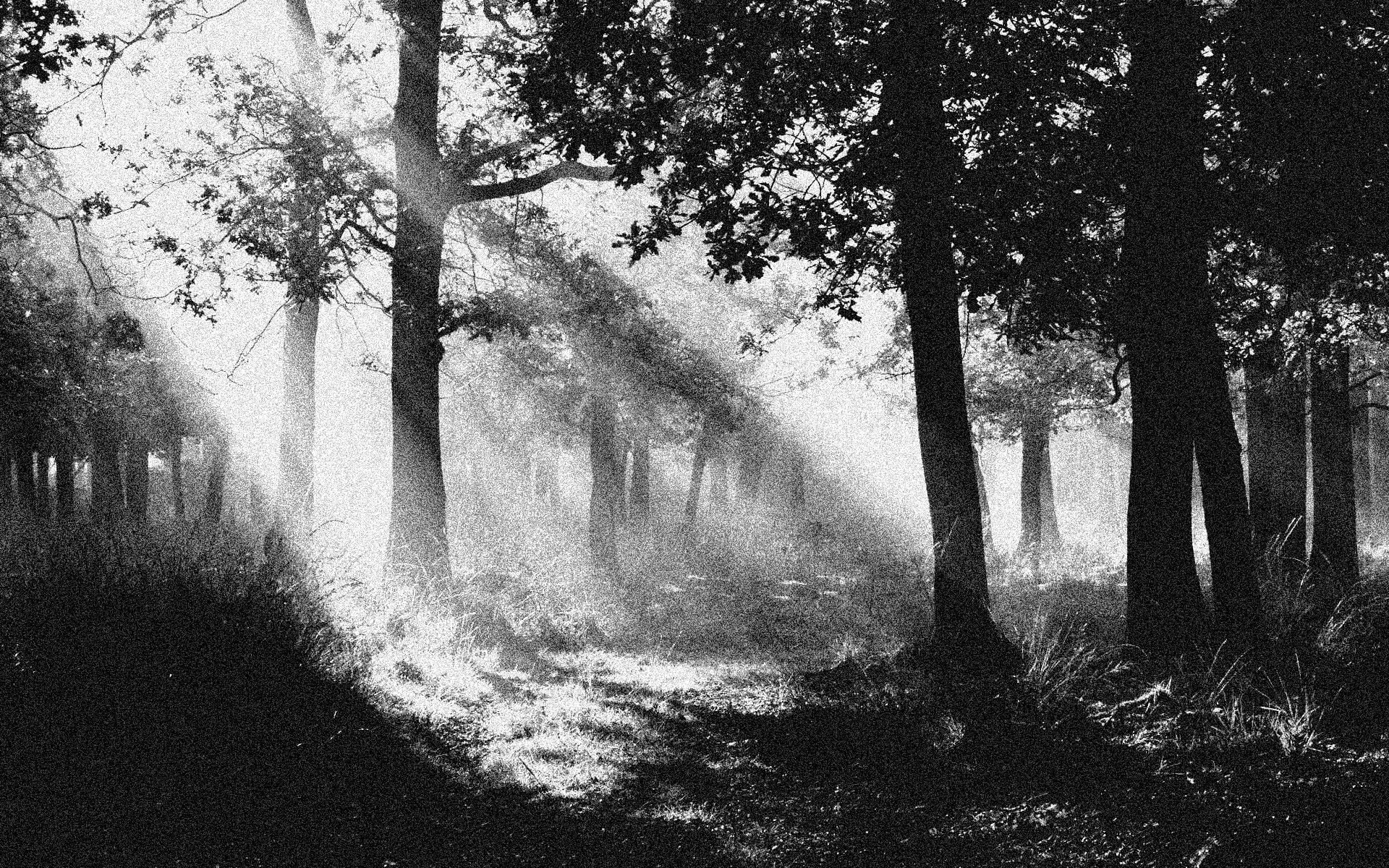 tranquility, forest, land, shadow, monochrome, environment, plant, tree trunk, trees, no people, day, trunk, photography, nature, sunlight, water, outdoors, HD Wallpaper