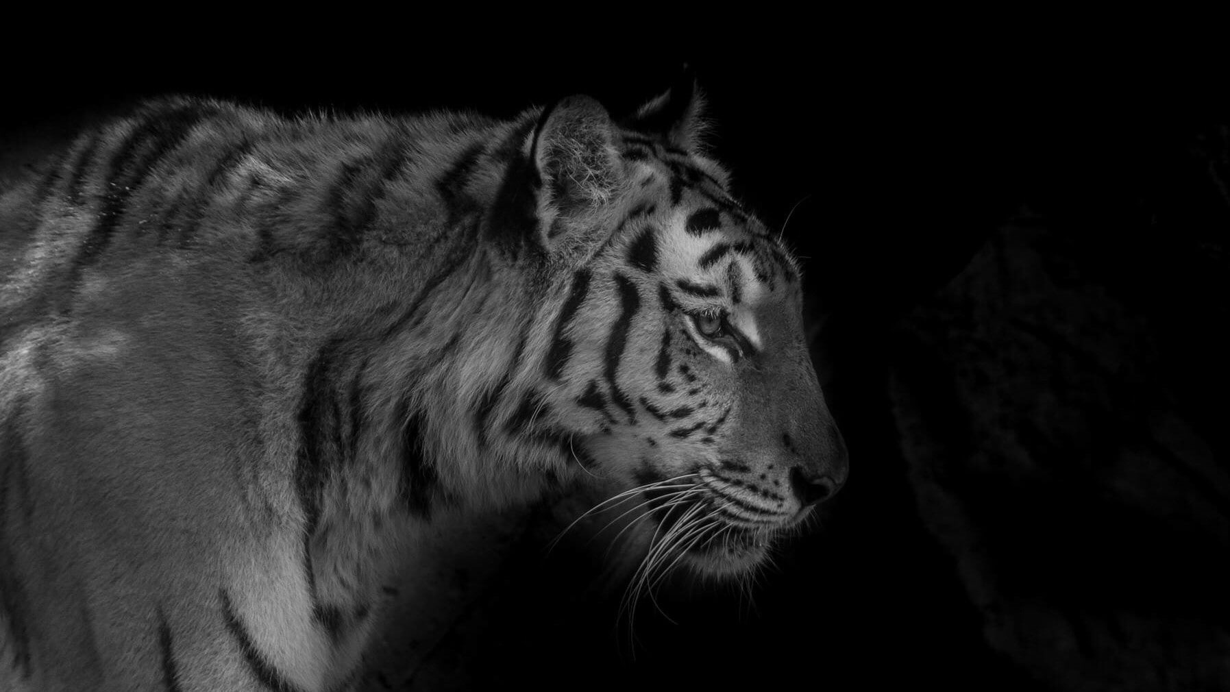 animal body part, animal wildlife, feline, looking away, looking, mouth open, undomesticated cat, mammal, profile view, big cat, photography, monochrome, HD Wallpaper