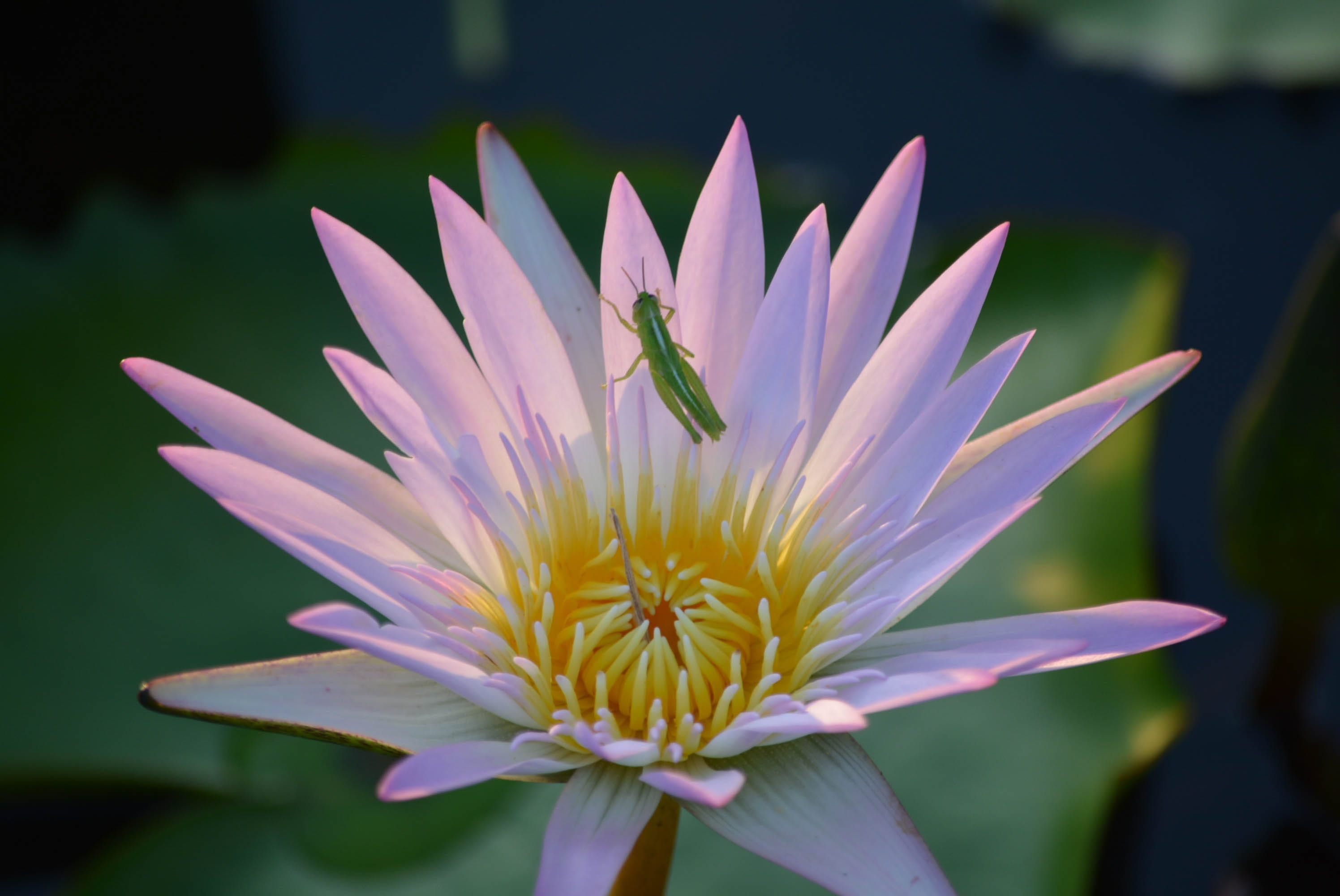 seductive, statue, tourist attraction, in the city, inflorescence, bright, park, the environment, invertebrate, culture, flower, mekong river, beauty In Nature, HD Wallpaper