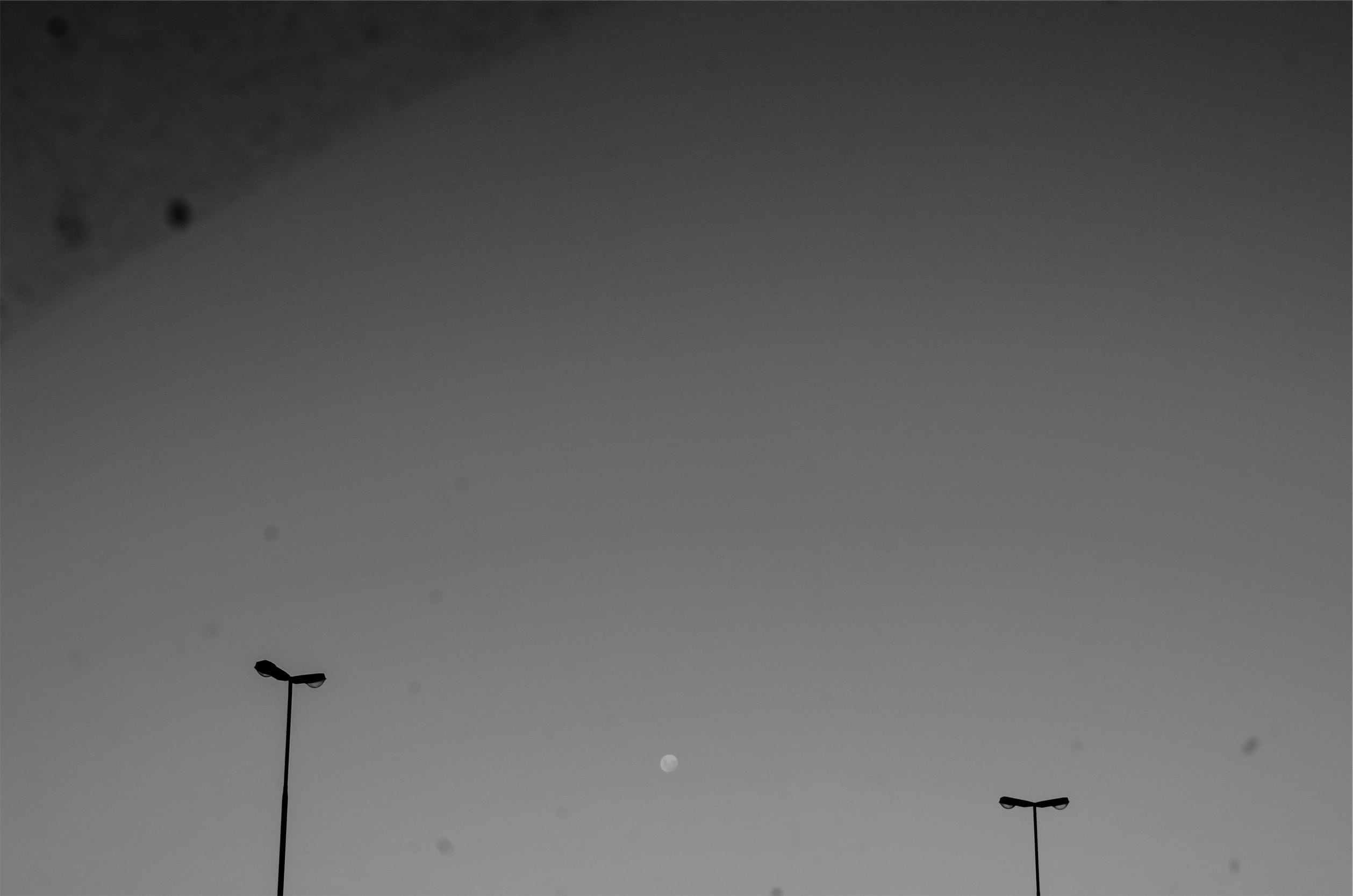 night, scenics - nature, black and white, outdoors, street light, no people, untitled, vertebrate, animal themes, silhouette, lighting equipment, 1080P, HD Wallpaper
