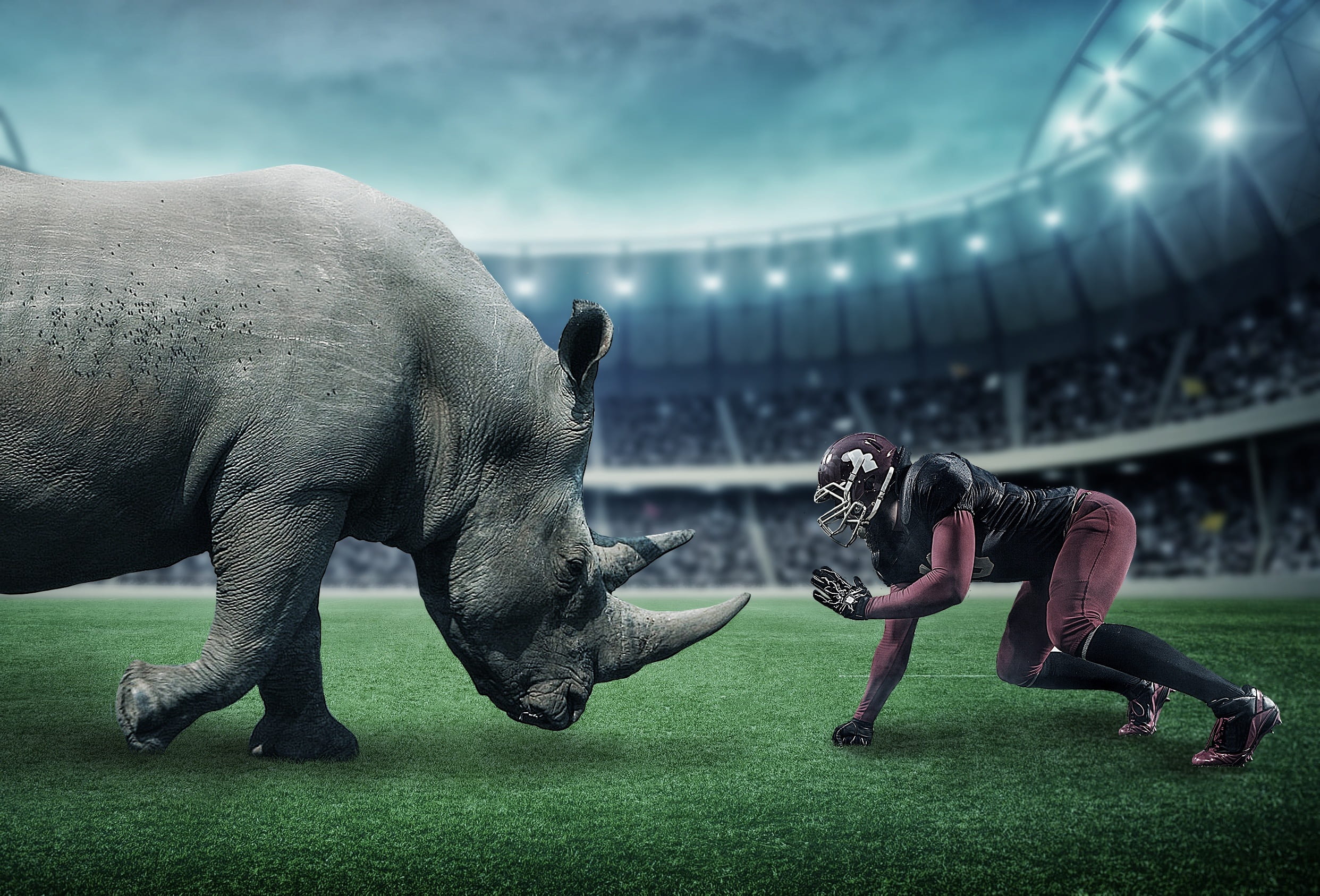 adult, competitive sport, competition, gray, ball, sports team, 1080P, aggression, effort, sports, wild animals, crowd, athlete, rivalry, group of people, HD Wallpaper