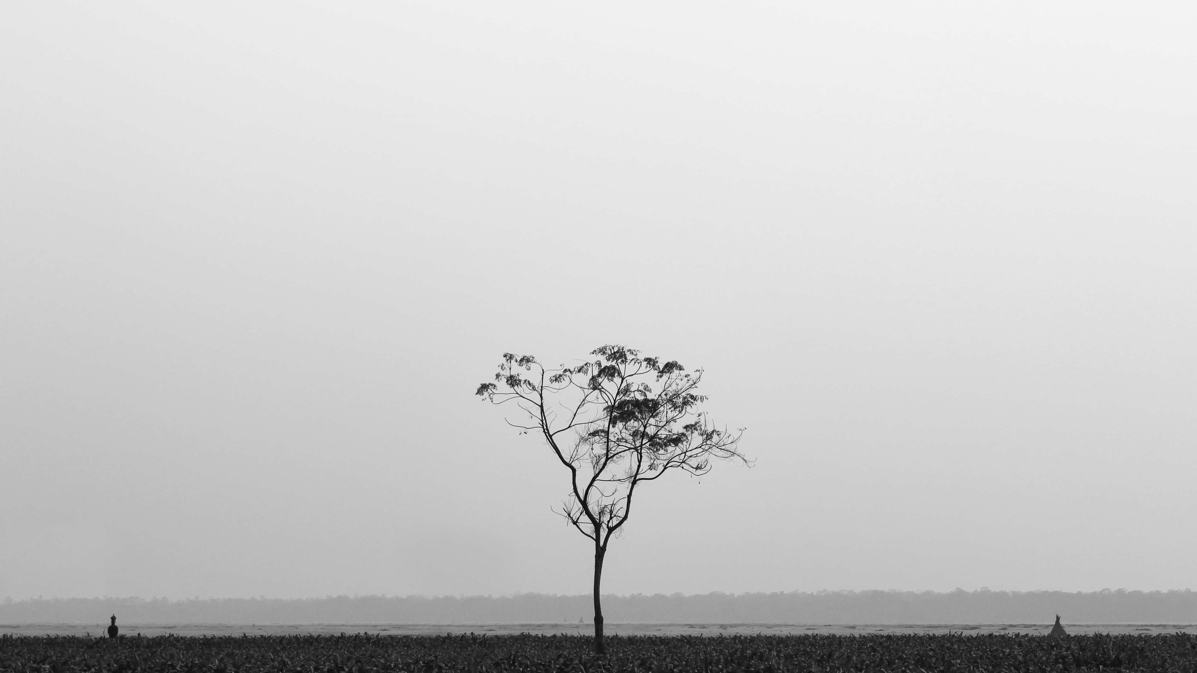 day, picture, moment, photos, bangladesh, horizon, art, 4K, outdoors, branch, exposure, plant, water, sky, photo, pictures, photograph, scenics - nature, HD Wallpaper