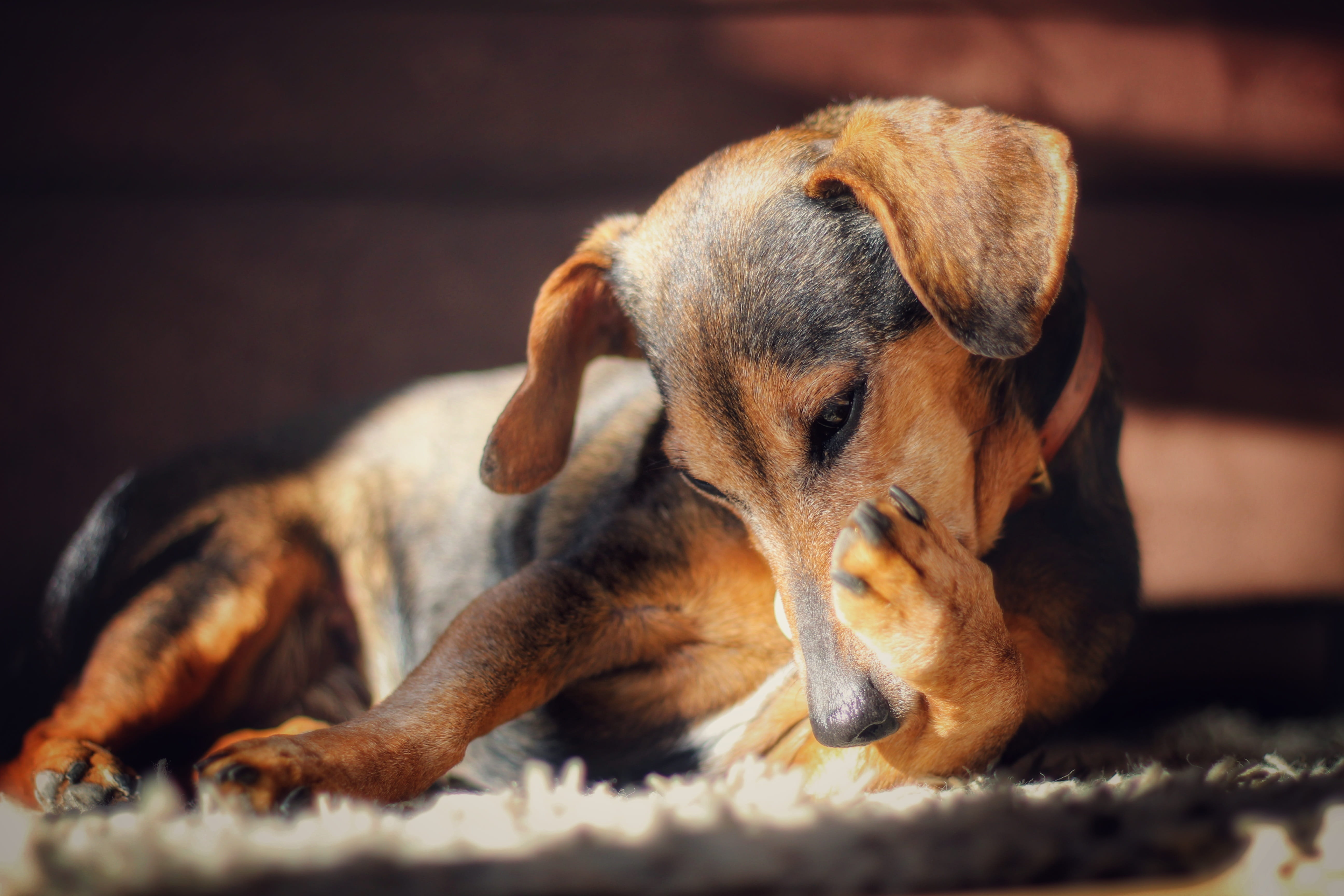 canine, make clean, looking, love, young animal, puppy, animal head, beautiful, mammal, brown, lying down, self love, one animal, indoors, animal, dachshund, HD Wallpaper