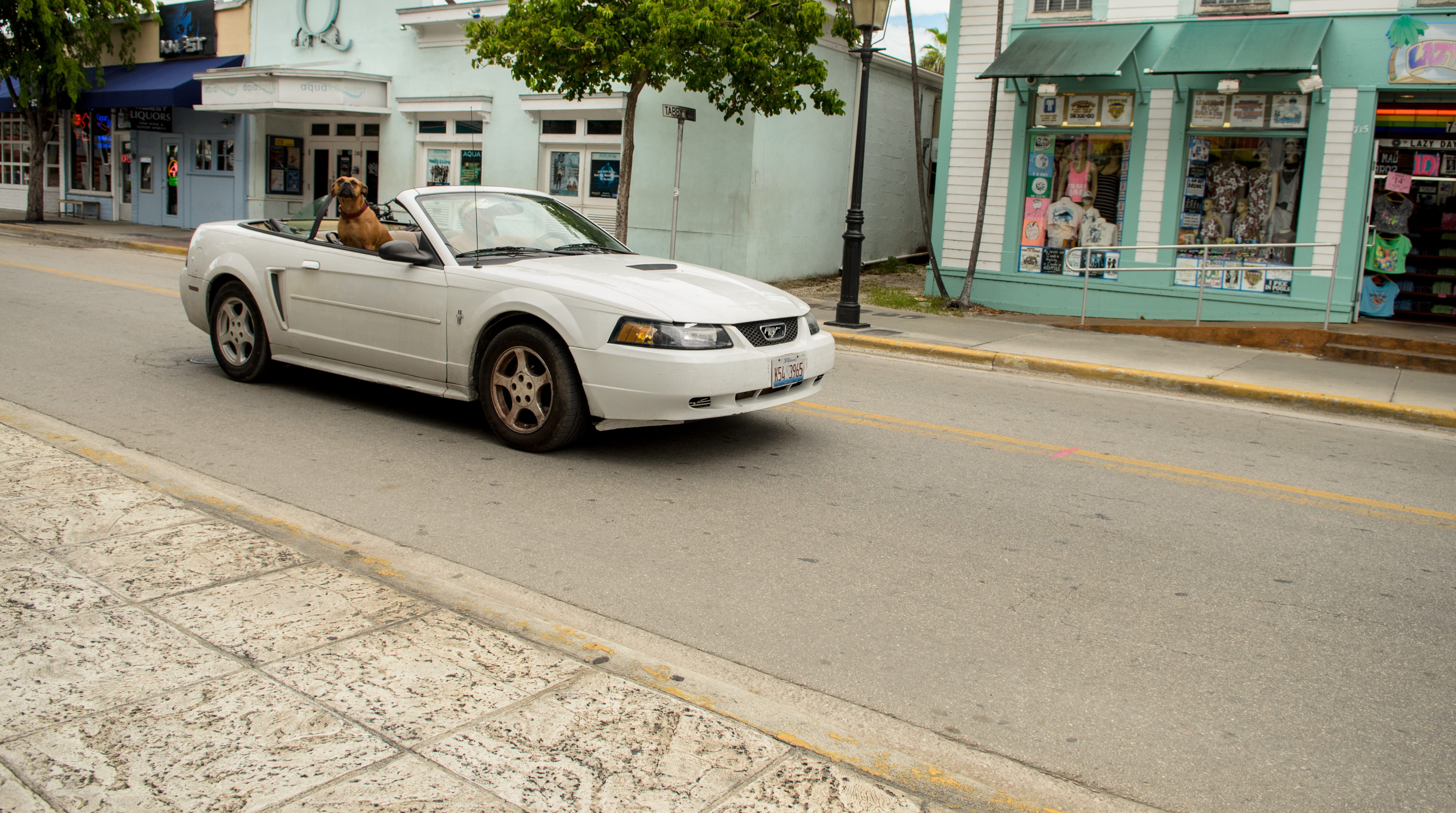 animal, real people, snapshot, footpath, car, woof, travel, built structure, mode of transportation, funny, sniffing, united states, transportation, motor vehicle, HD Wallpaper