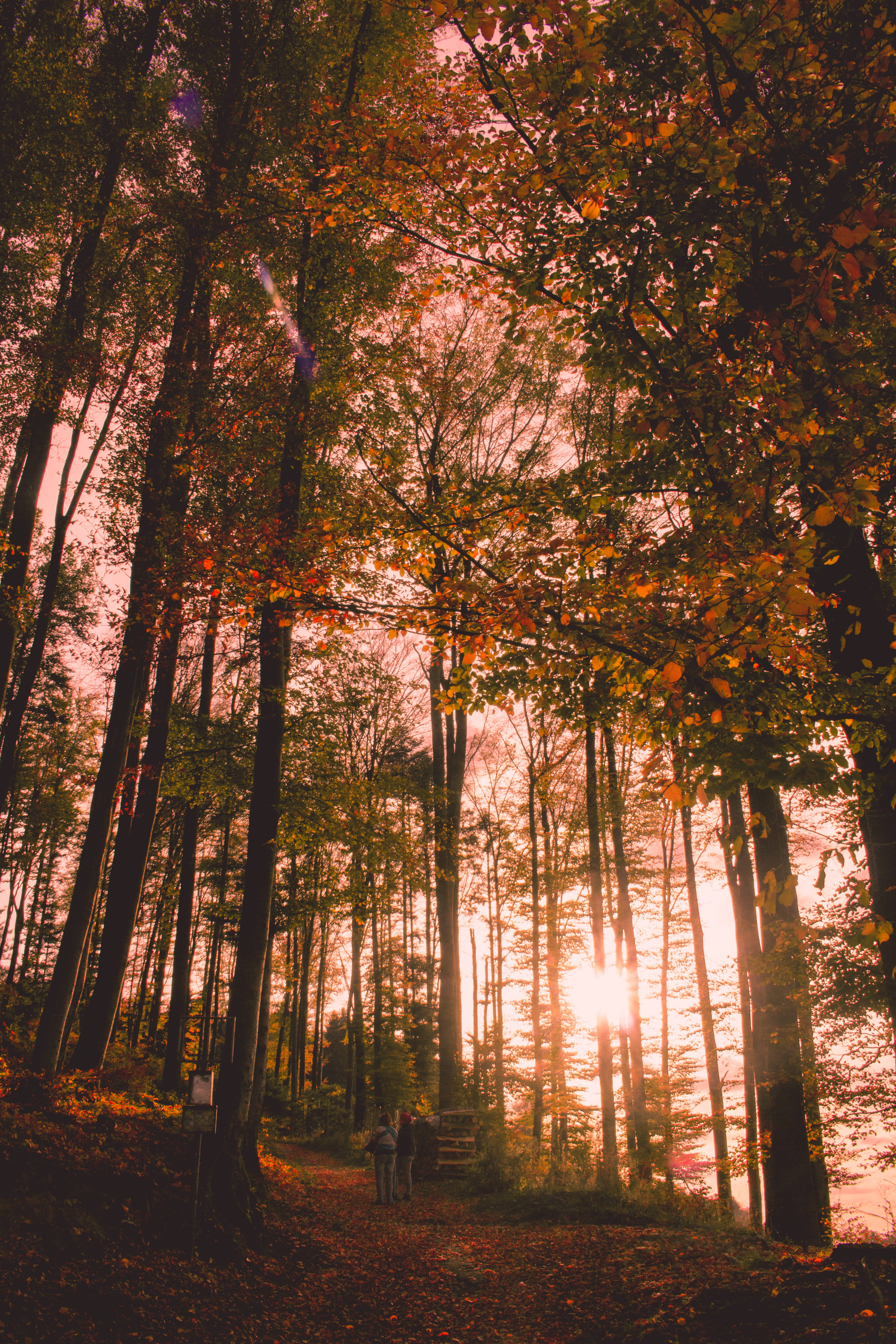 plant, sunlight, mist, autumn, fall, sunrise, two, light, tree, forest, green, tranquil scene, tranquility, environment, beauty in nature, daylight, non-urban scene, Phone HD Wallpaper