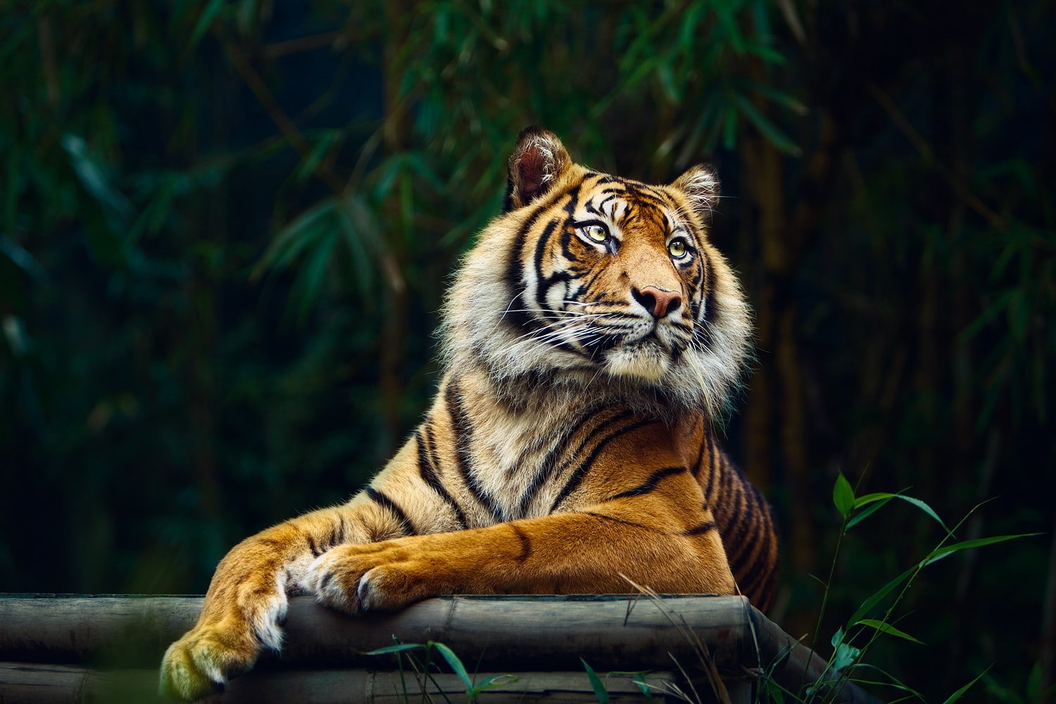 big cats, nature, tiger, 720P, animals, HD Wallpaper