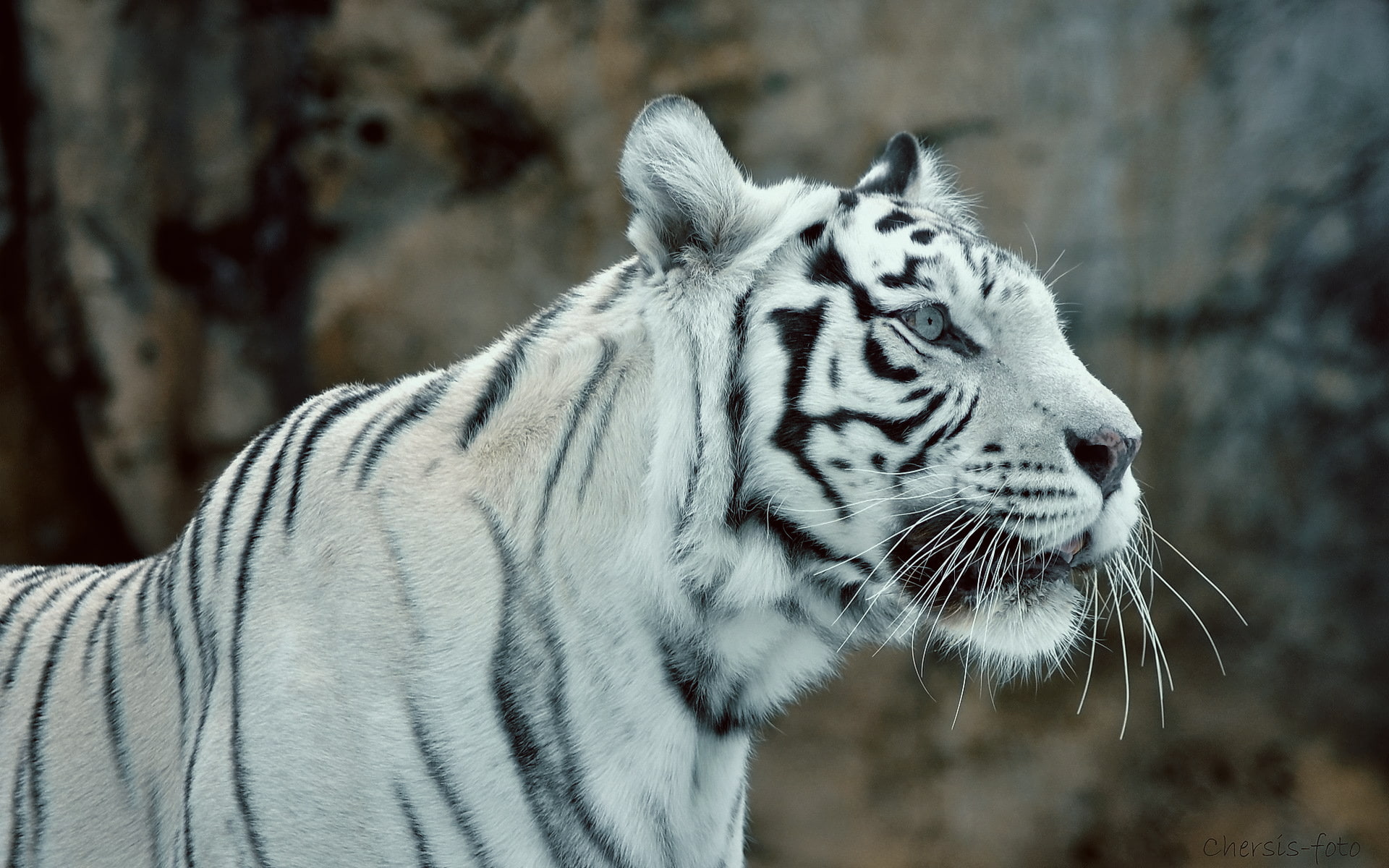 animals, white tigers, white, 1080P, black, big cats, HD Wallpaper