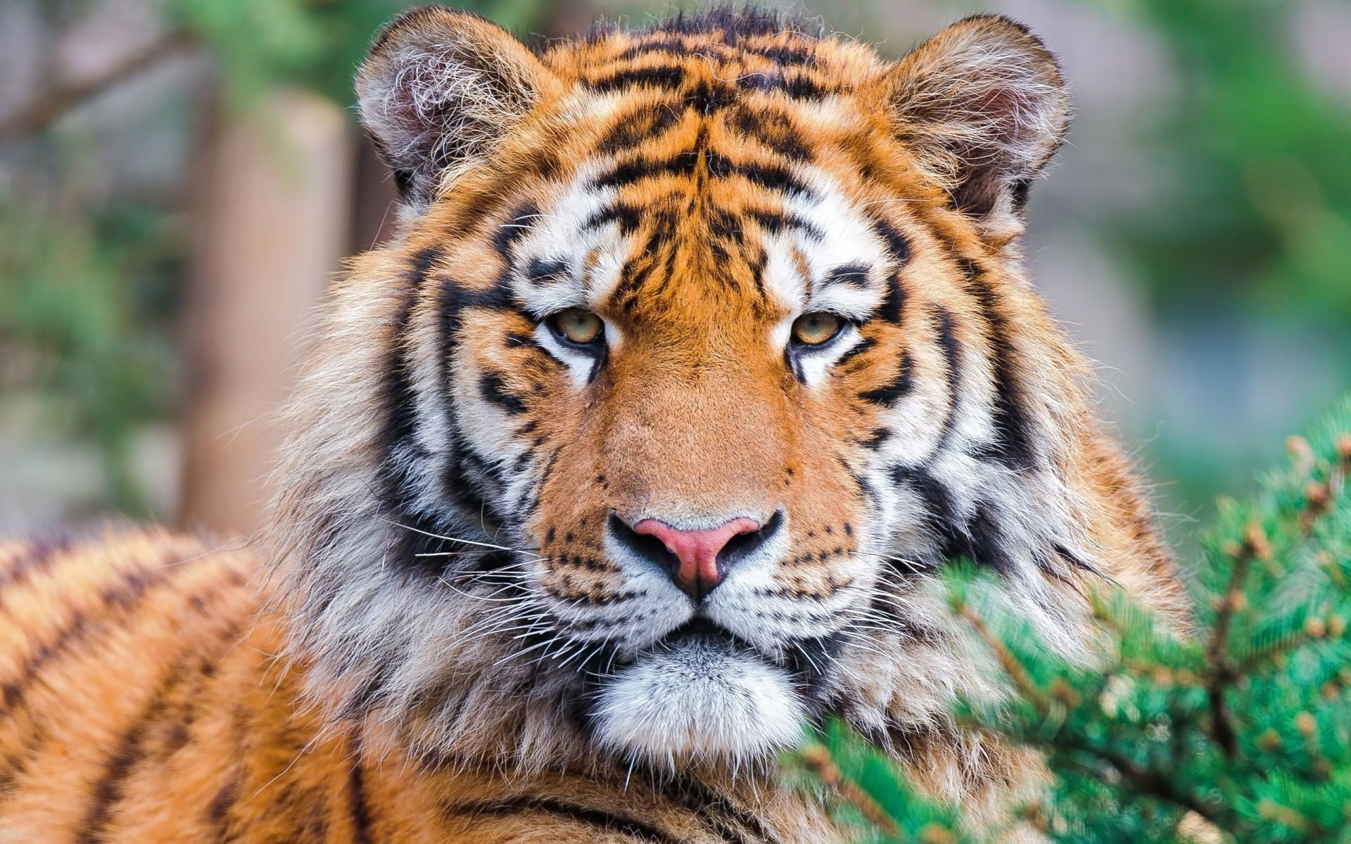 carnivora, portrait, nature, zoo, looking at camera, 1080P, animal body part, outdoors, one animal, day, focus on foreground, animals in the wild, close-up, HD Wallpaper