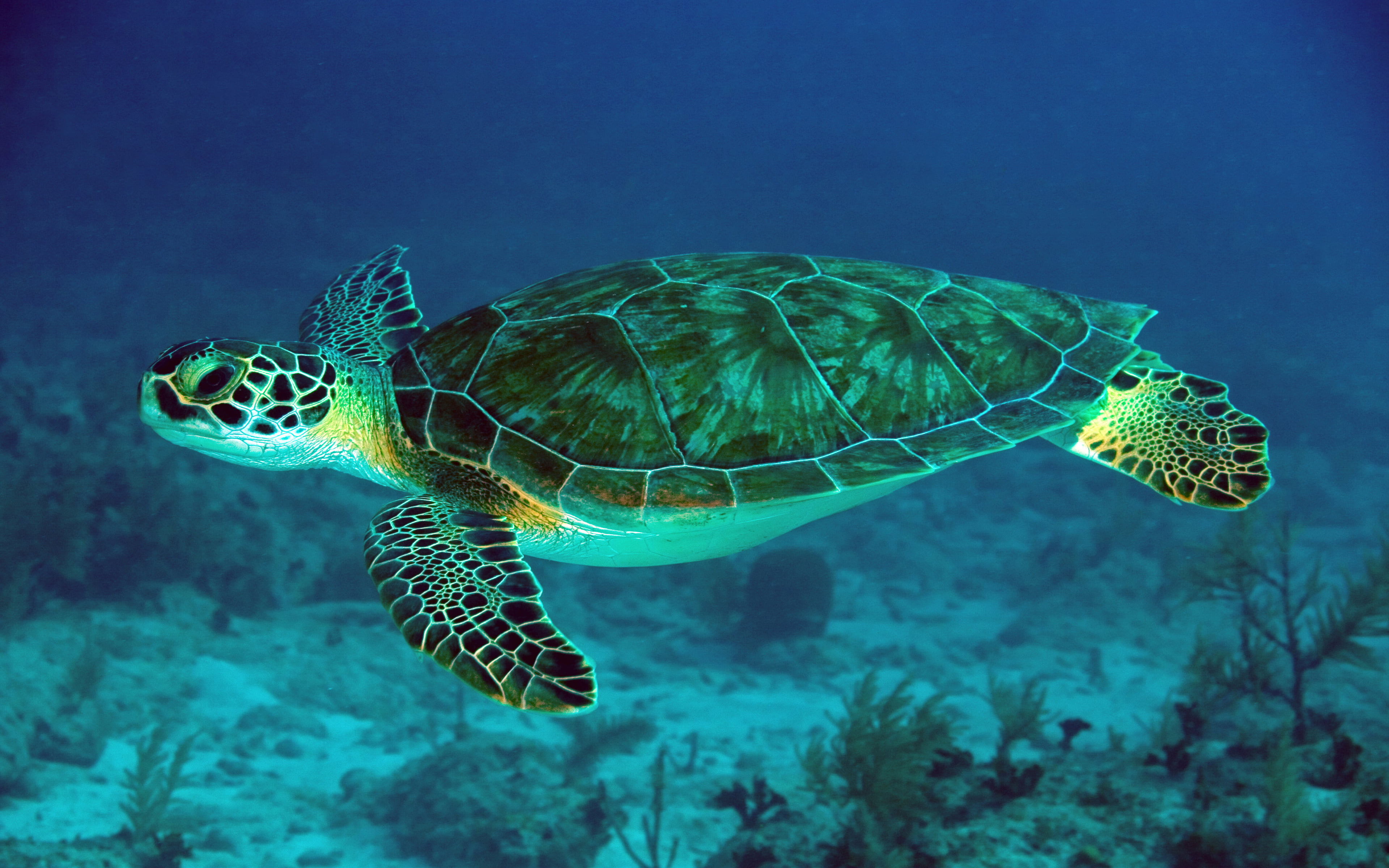 sea, water, 4K, beauty in nature, undersea, animal themes, tortoise shell, sea life, laptops, reptile, marine, hd, scene, underwater, mobile, HD Wallpaper