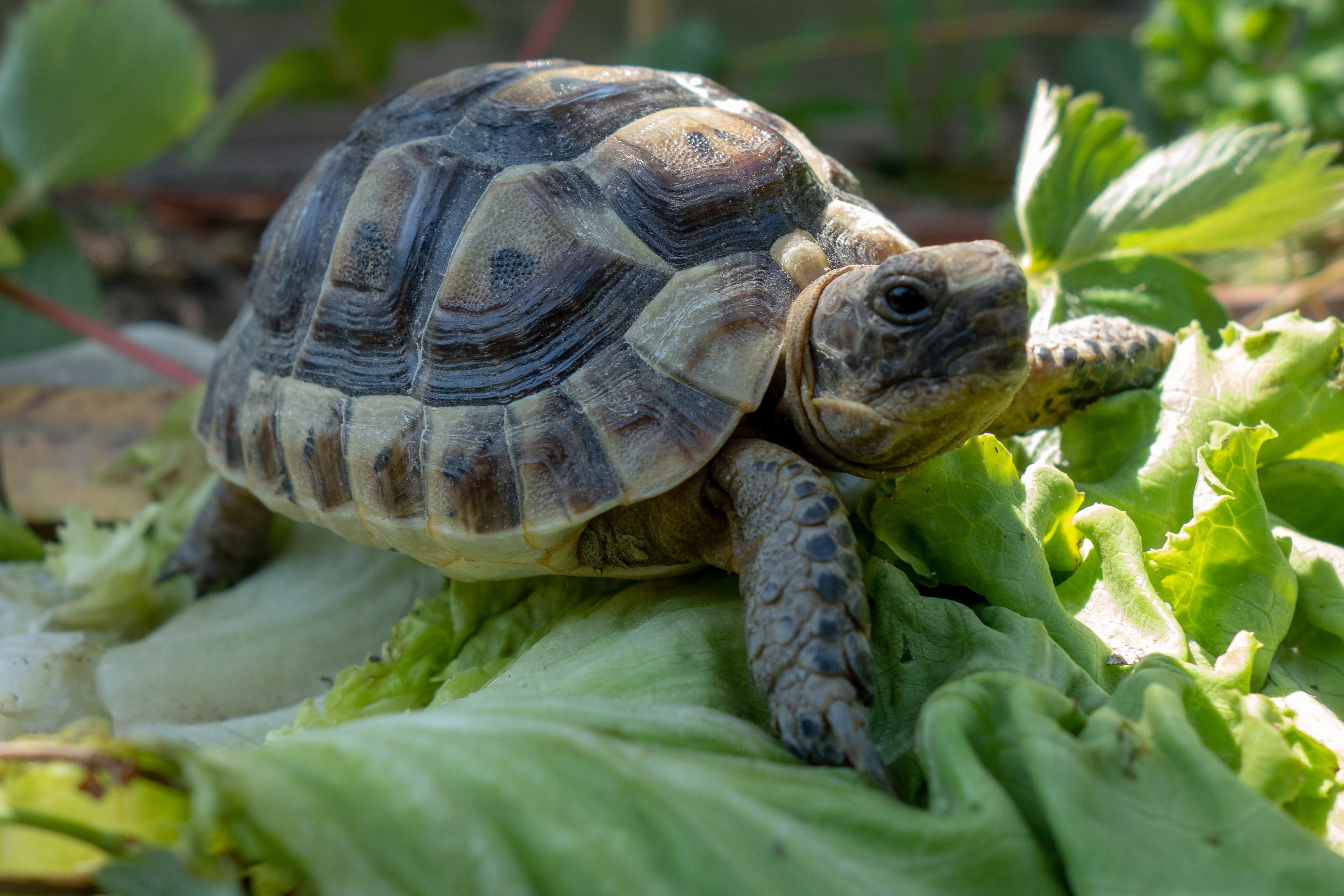 selective focus, carapace, reptiles, baby, shell, tortoise, plant part, chelonians, reptile, green color, leaf, animal, leaves, animals in the wild, animal wildlife, HD Wallpaper