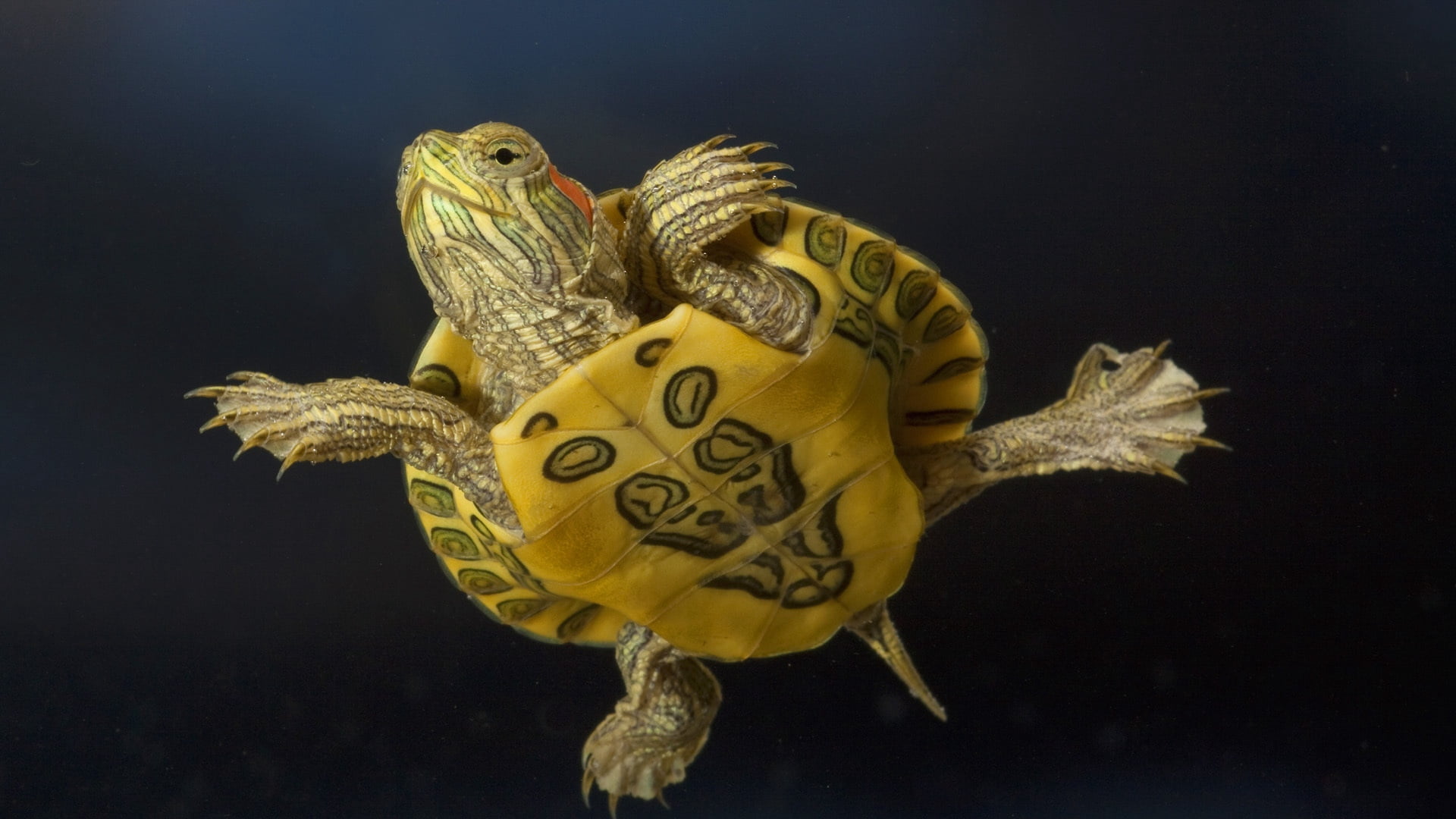 studio shot, turtle, swimming, animal wildlife, amphibian, yellow, shell, reptile, animal representation, art and craft, underwater, wildlife, one animal, HD Wallpaper