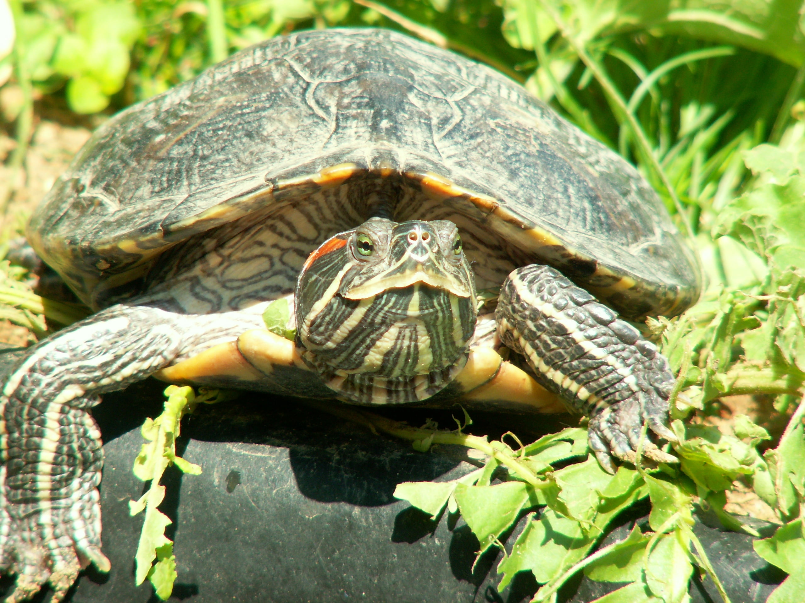 green Color, animal head, terrapin, endangered Species, turtle, 2K, crawling, marine, day, focus on foreground, wildlife, aquatic Reptile, leaf, animal wildlife, HD Wallpaper