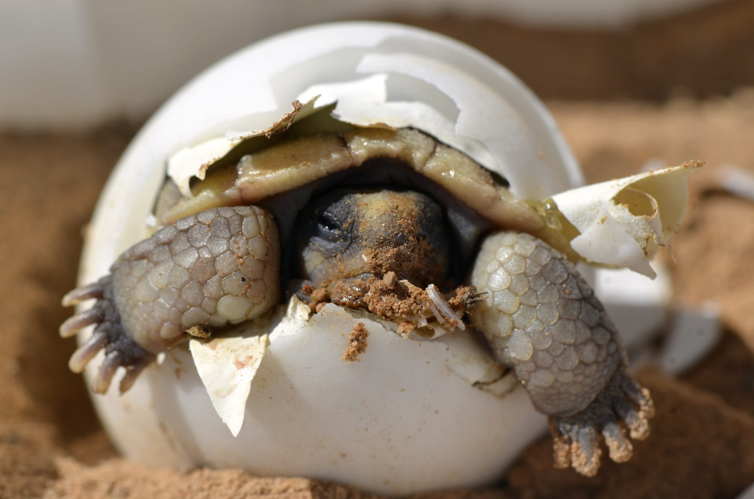 birth, wildlife, inside, born, nature, desert tortoise, no people, animal, crustacean, marine, animal themes, 1080P, animals in the wild, dom, shell, cute, HD Wallpaper