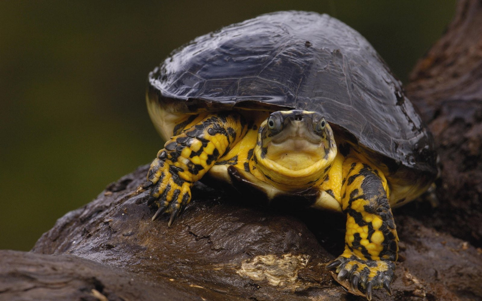 day, animal shell, vertebrate, reptiles, close-up, shell, tortuga, no people, nature, 720P, reptile, yellow, animal wildlife, focus on foreground, animal, HD Wallpaper