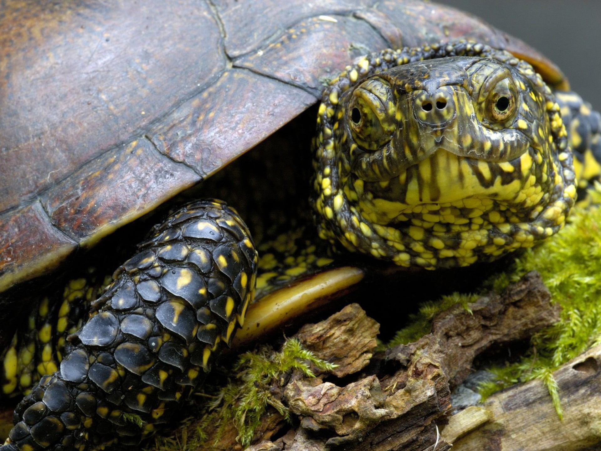 green, animal, animal body part, day, turtle, animal Shell, crawling, head, animal head, animal eye, animal wildlife, outdoors, tortoise shell, nature, HD Wallpaper