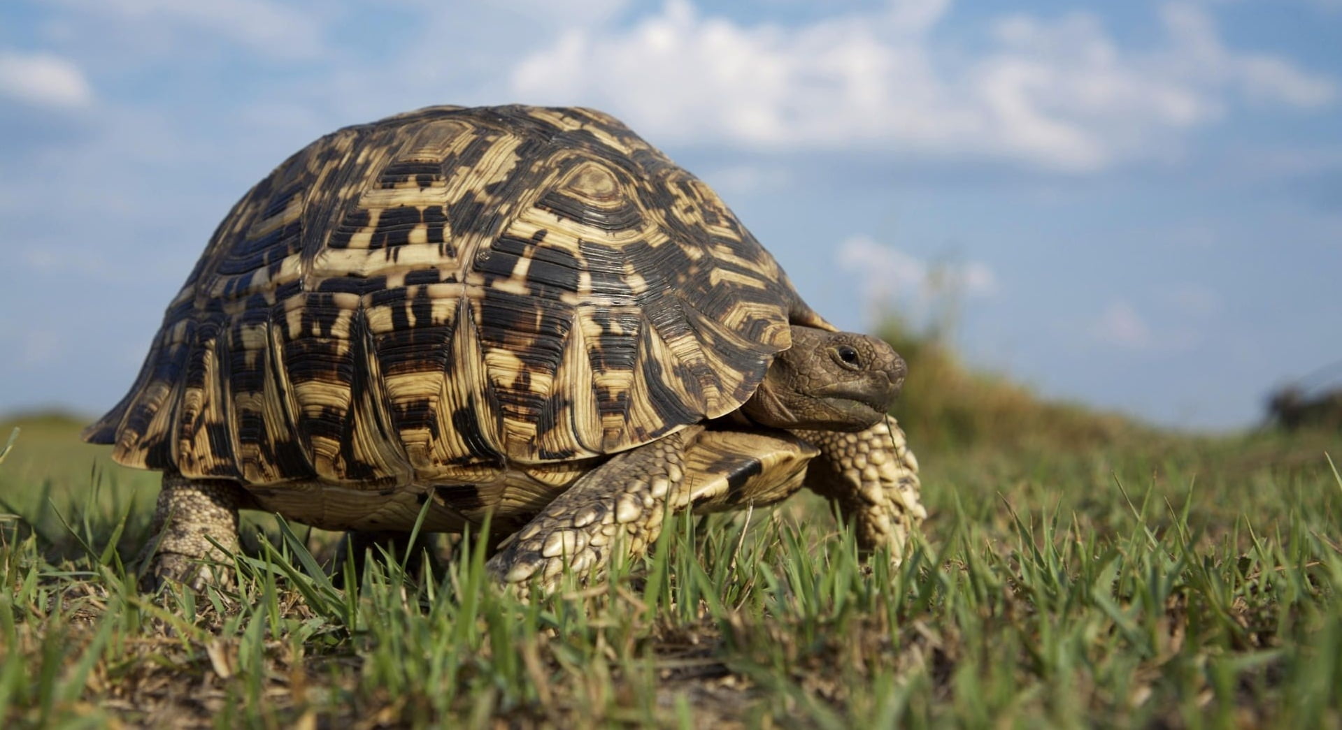 tortoise shell, animals in the wild, field, animal shell, plant, grass, turtle, nature, day, tortoise, 720P, sky, close-up, land, black, cloud - sky, walk, HD Wallpaper