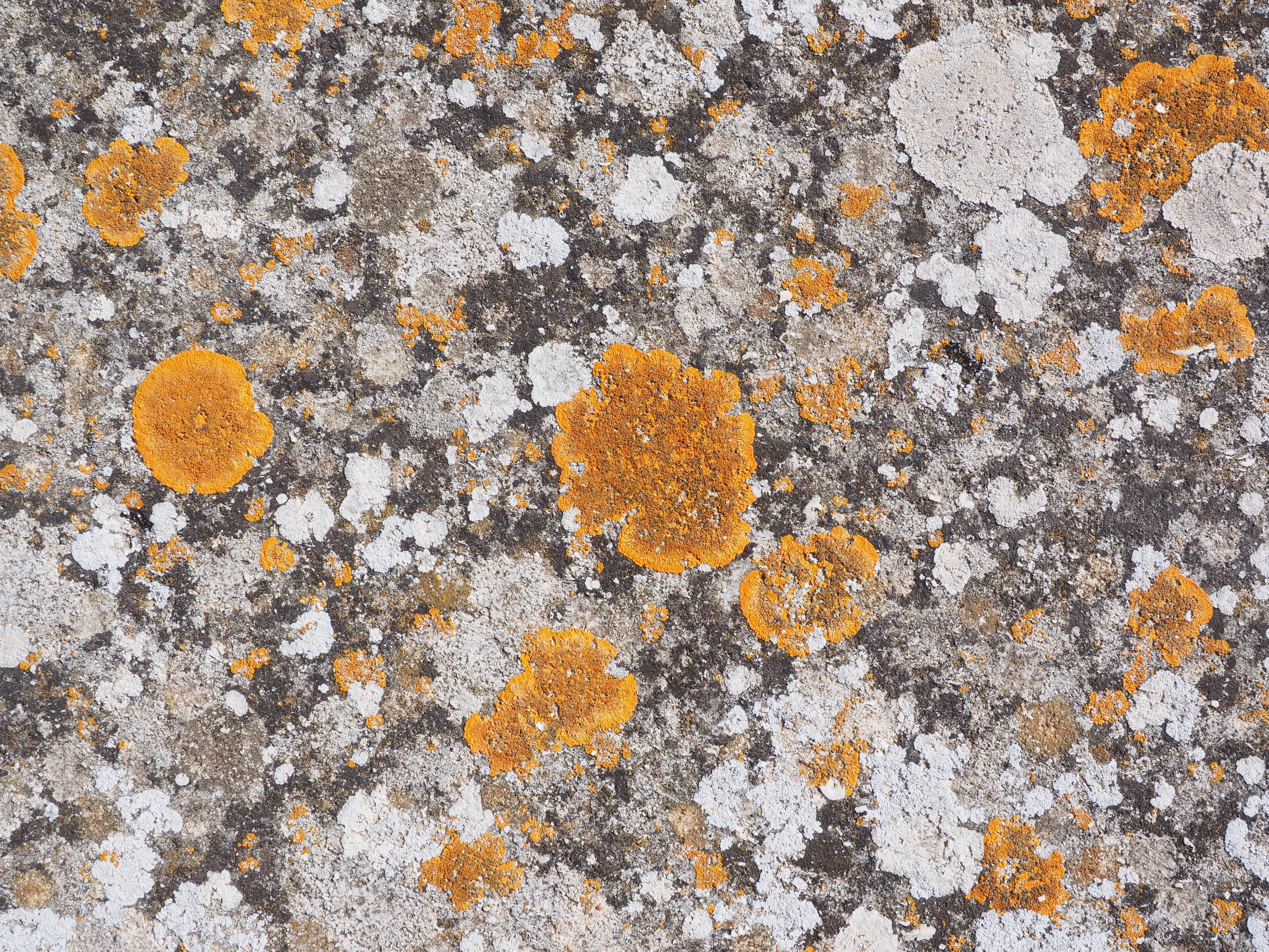 high angle view, ochrolechia parella, crust lichen, day, lichen, xanthoria parietina, broad lobed leaf braid, pattern, orange color, lichen growth, wall - building feature, HD Wallpaper