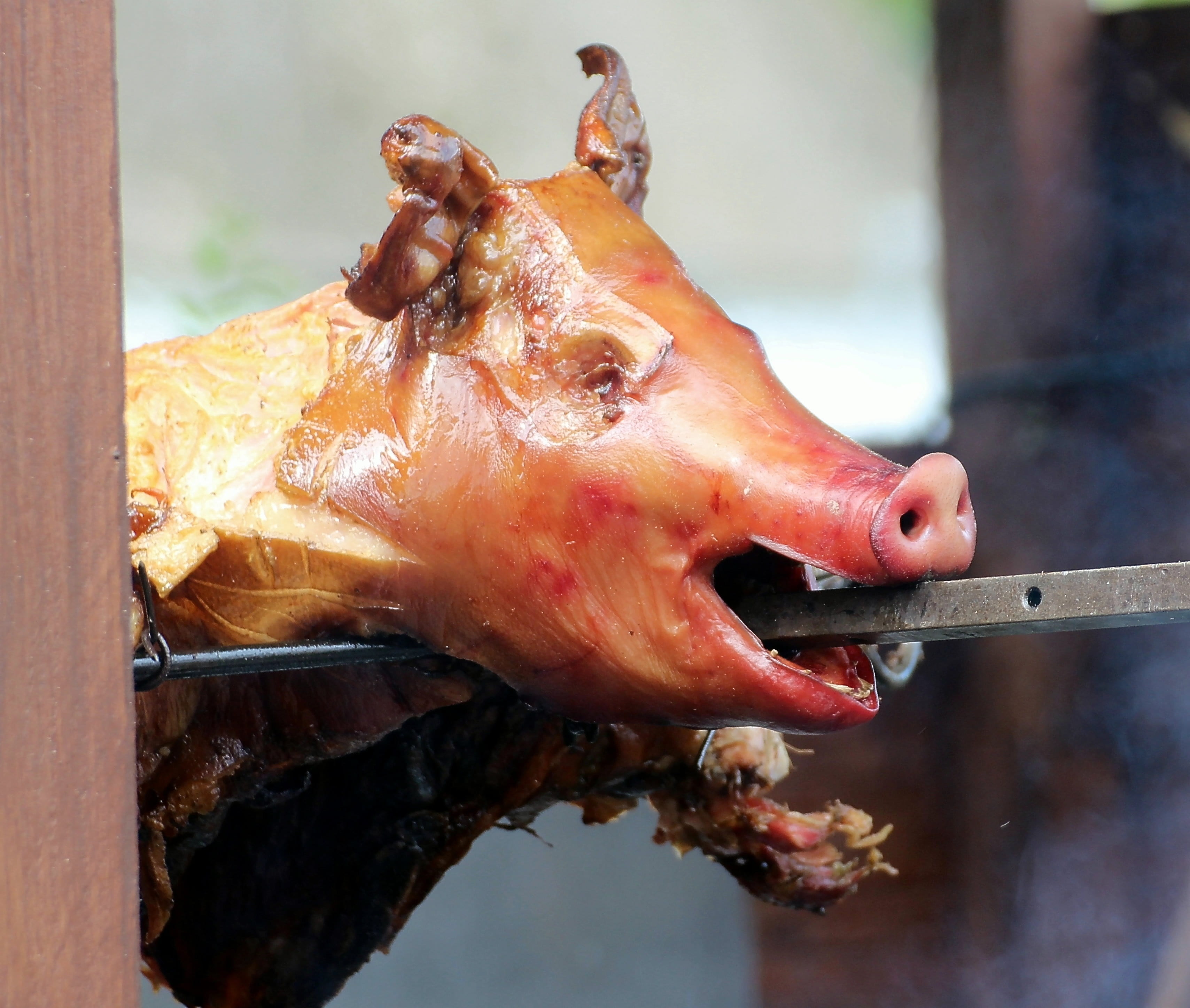 suckling pig, disgust, grilled, day, no people, eat, pork, focus on foreground, close-up, barbecue, roasted, 2K, one animal, pig, delicious, food and drink, HD Wallpaper