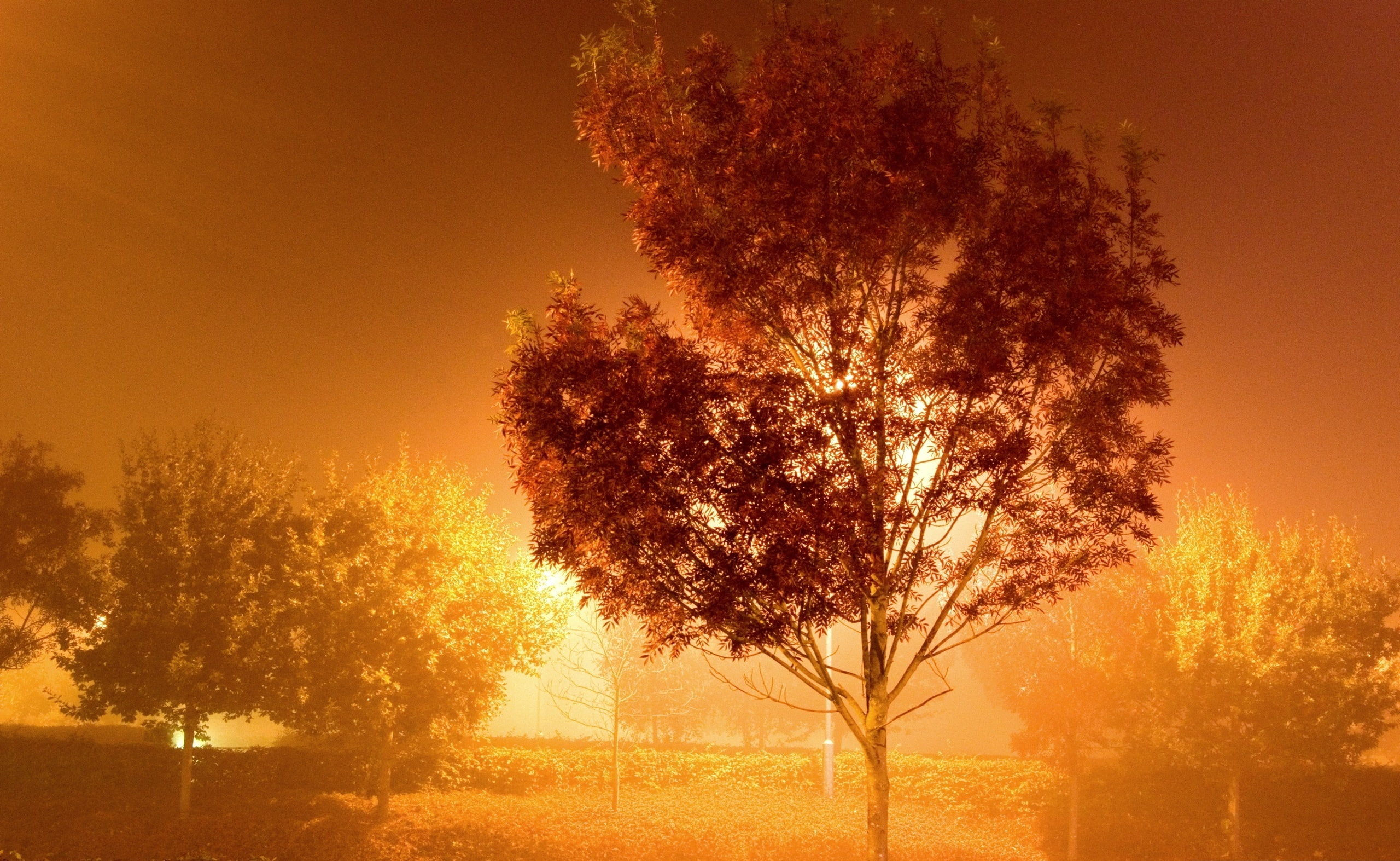 no people, growth, trees, land, scenics - nature, outdoors, 2K, tree, fog, tranquility, non-urban scene, field, change, street, orange, sunlight, Aero, HD Wallpaper