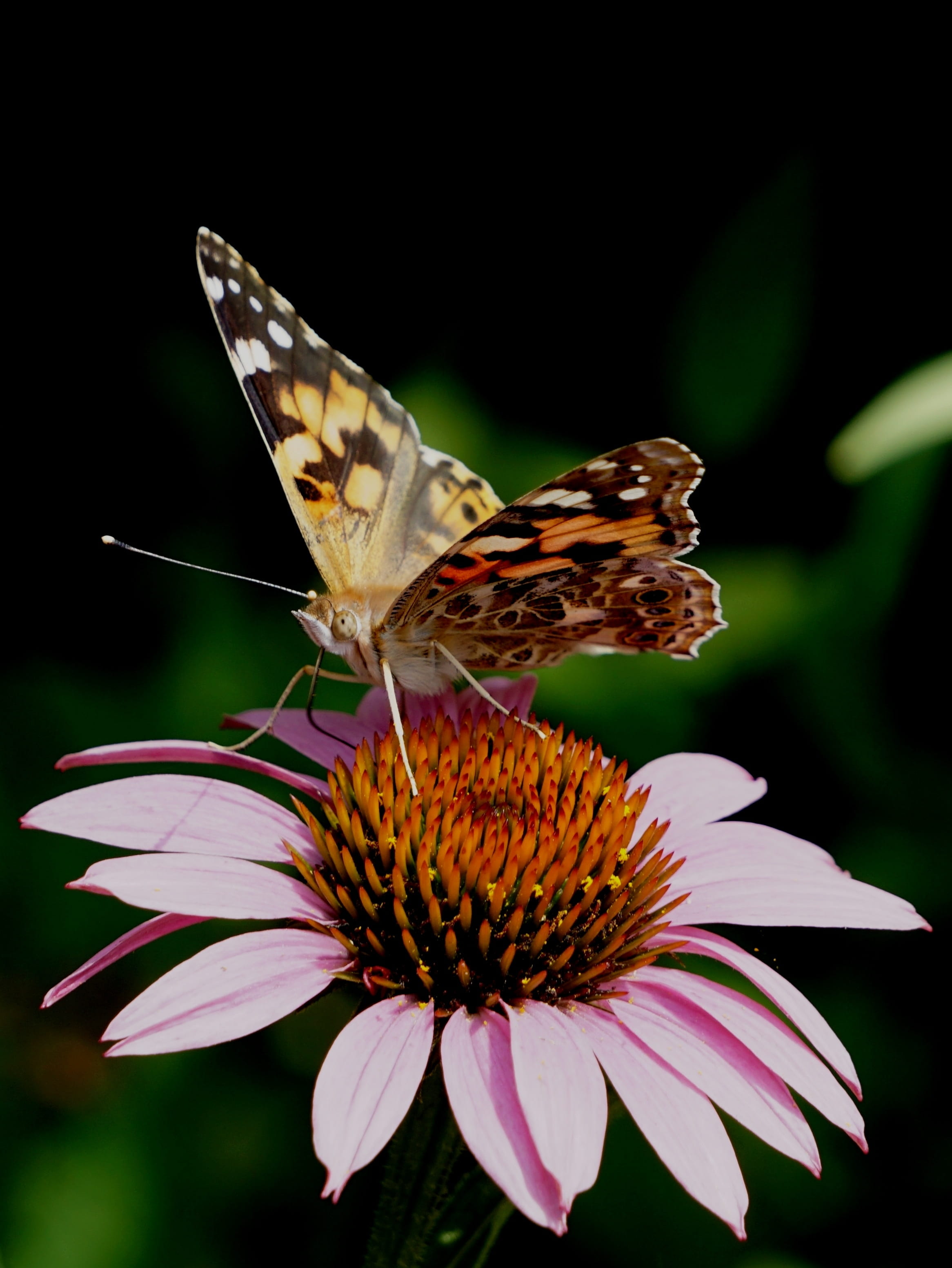 no people, butterfly - insect, inflorescence, plant, araschnia levana, beauty in nature, 2K, close-up, fragility, animals in the wild, flower head, invertebrate, Phone HD Wallpaper