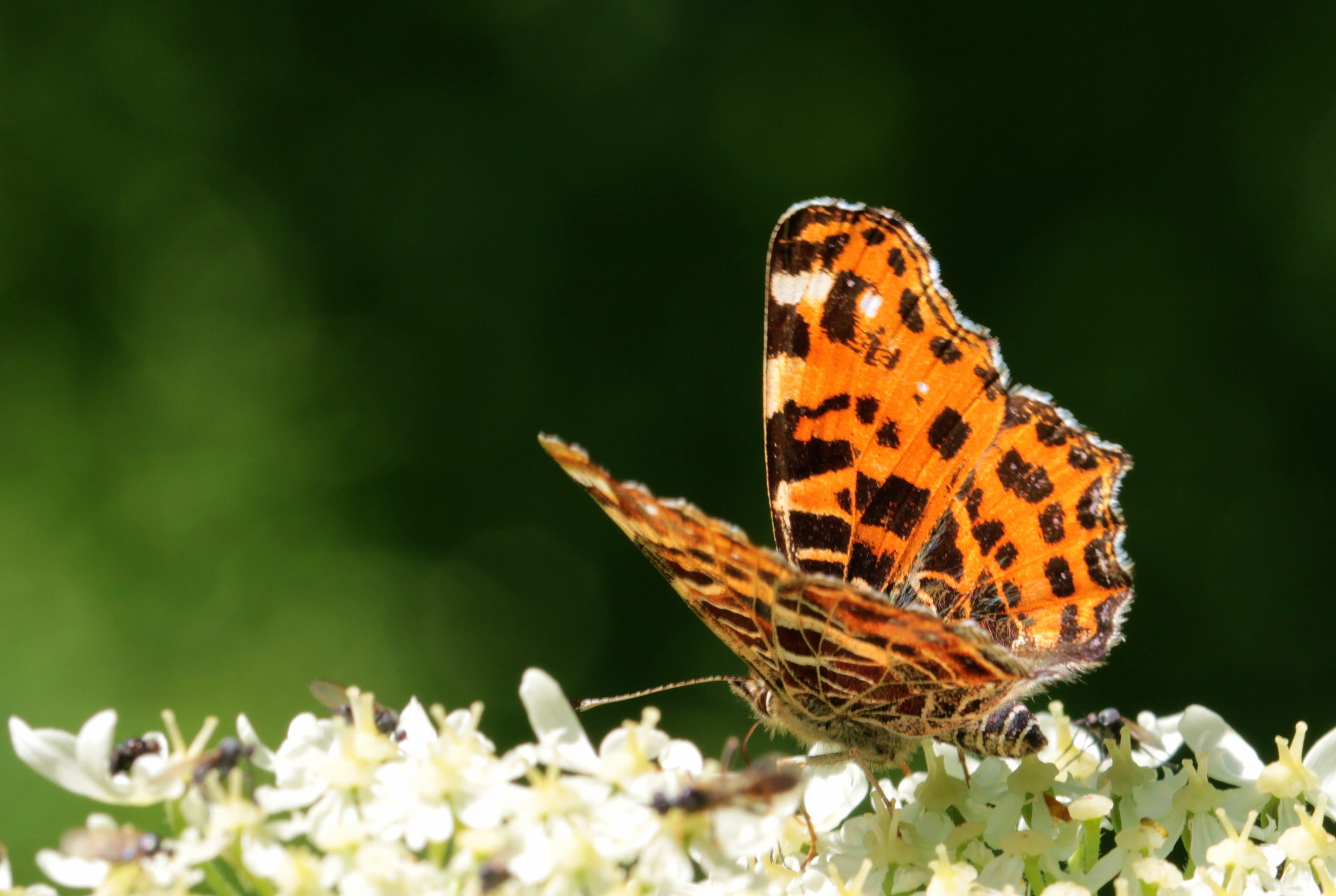 nature, flower head, orange, animal, invertebrate, animal themes, butterflies, european map, outdoors, fragility, butterfly, one animal, european map butterfly, HD Wallpaper