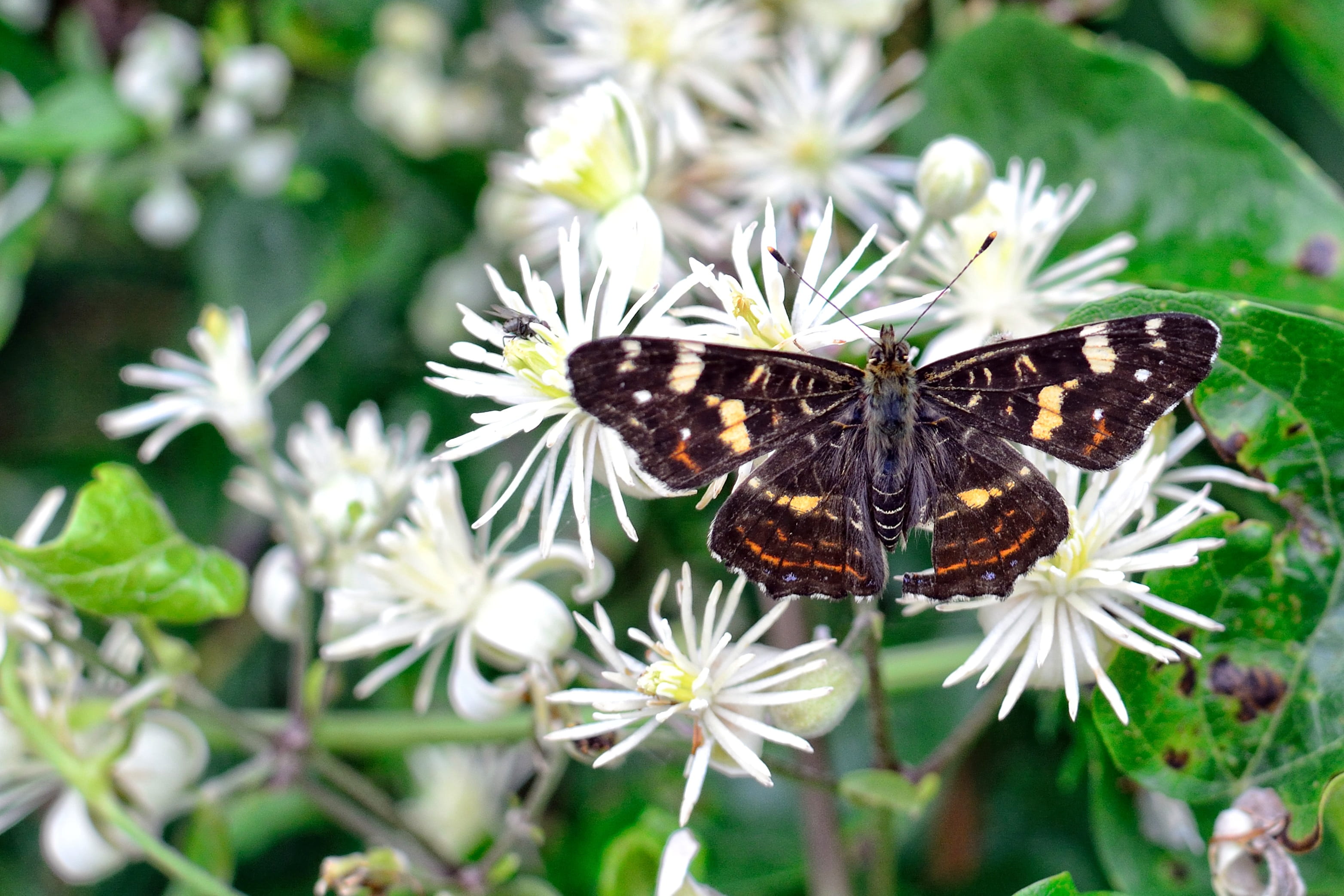 pollination, nature, 2K, animal wing, beauty in nature, animal, animal wildlife, close, invertebrate, vulnerability, insect, freshness, fragility, animals in the wild, HD Wallpaper