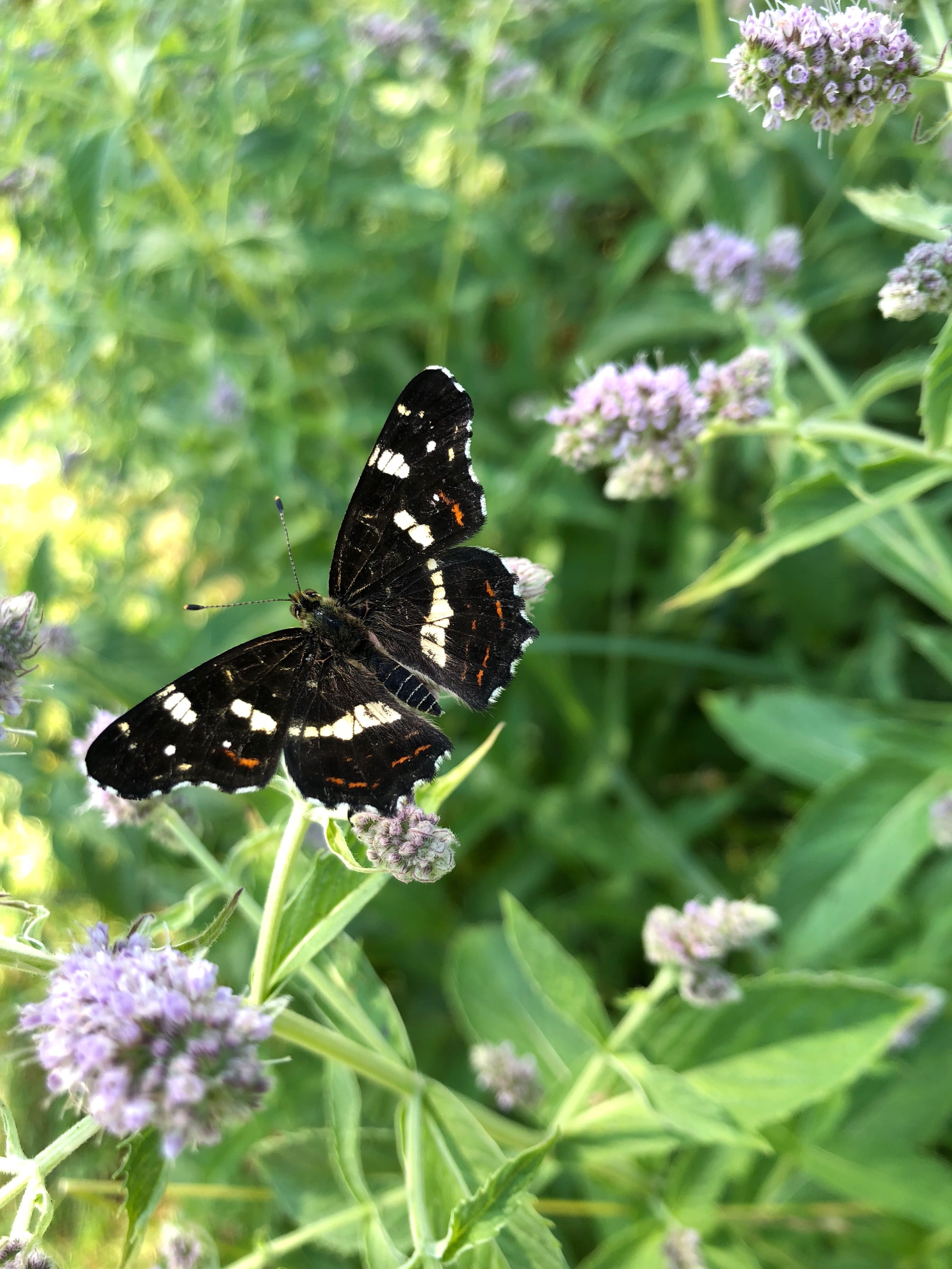 freshness, animal wildlife, pollination, vulnerability, close-up, focus on foreground, plant, 4K, butterfly - insect, insect, european map, butterflies, Phone HD Wallpaper