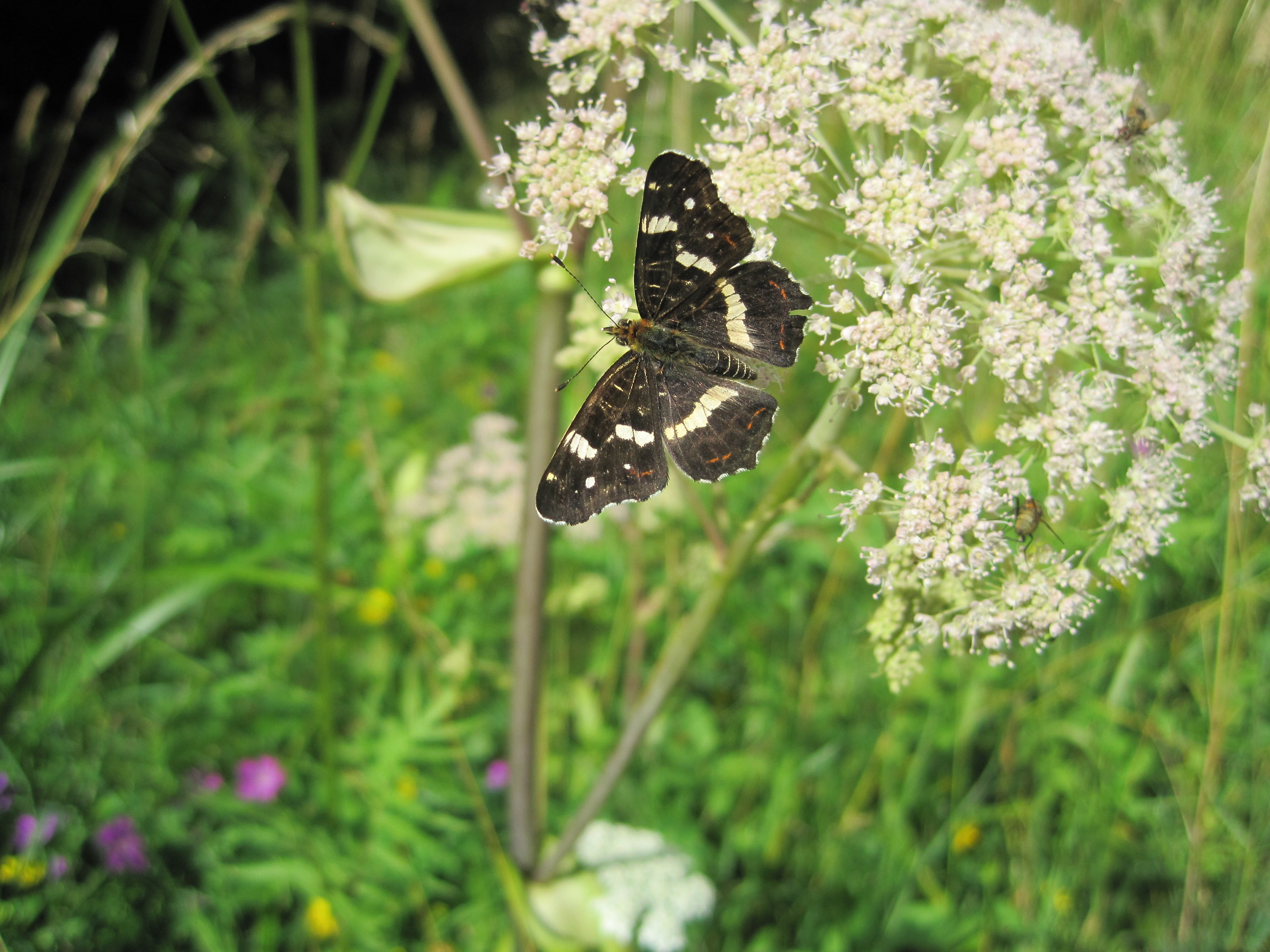 beauty in nature, pollination, nature, butterfly, outdoors, fragility, animal wildlife, araschnia levana, flower head, animal, flower, animals in the wild, HD Wallpaper