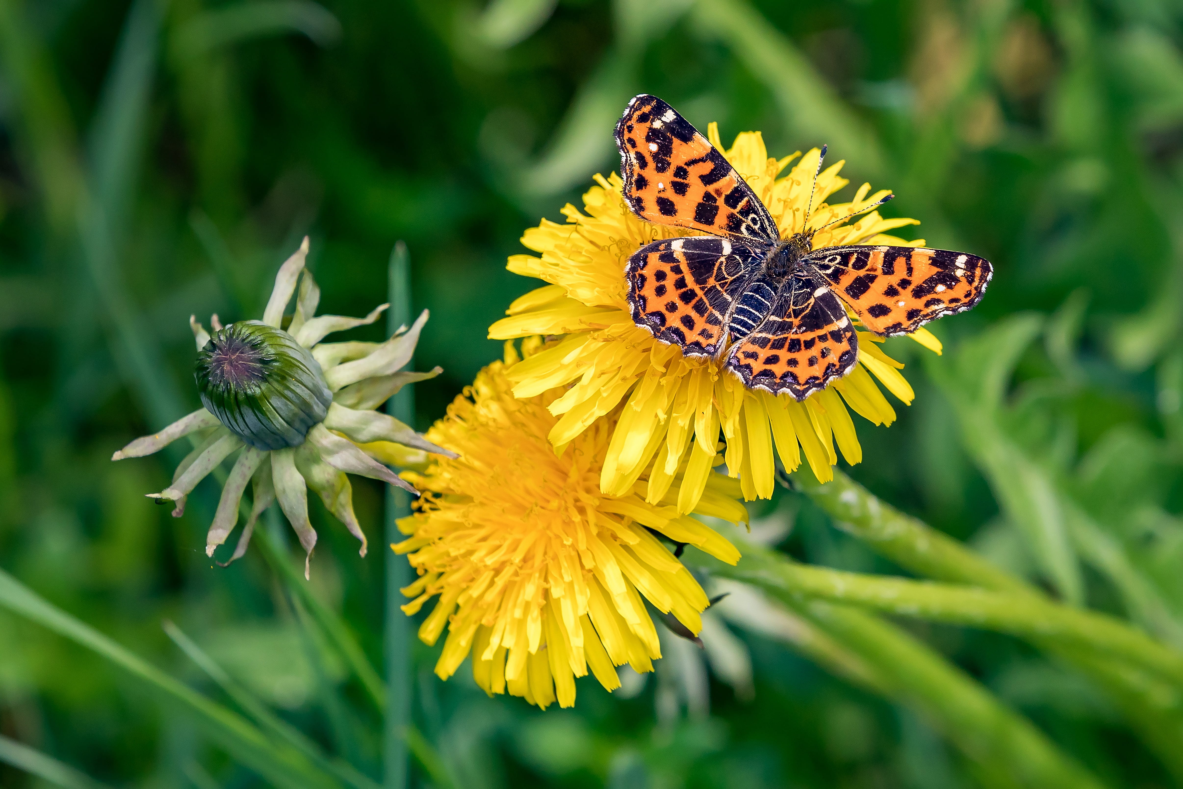 freshness, no people, animals in the wild, inflorescence, european map, fragility, animal themes, spring, flower, animal wing, beauty in nature, focus on foreground, HD Wallpaper