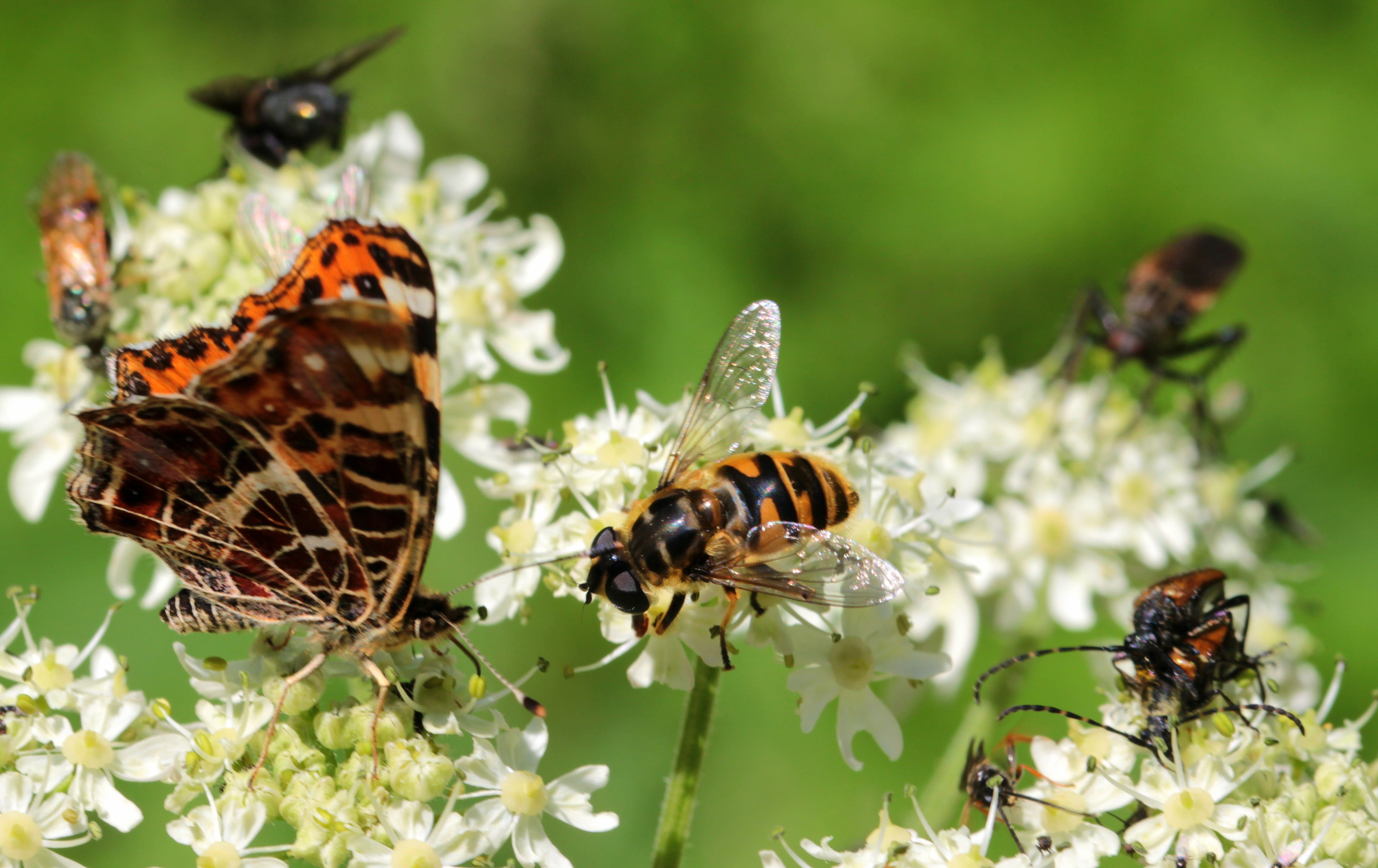 group of animals, flower, plant, no people, nature, araschnia levana, polistes dominulus, close-up, foraging, animal, animal wing, european map, petal, HD Wallpaper