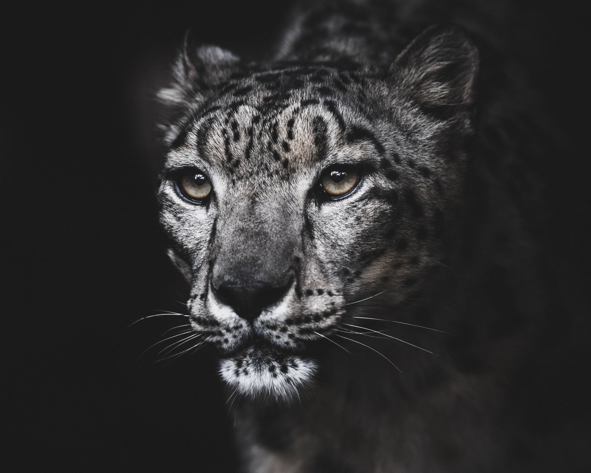 portrait, snow leopard, IRBIS, 1080P, HD Wallpaper