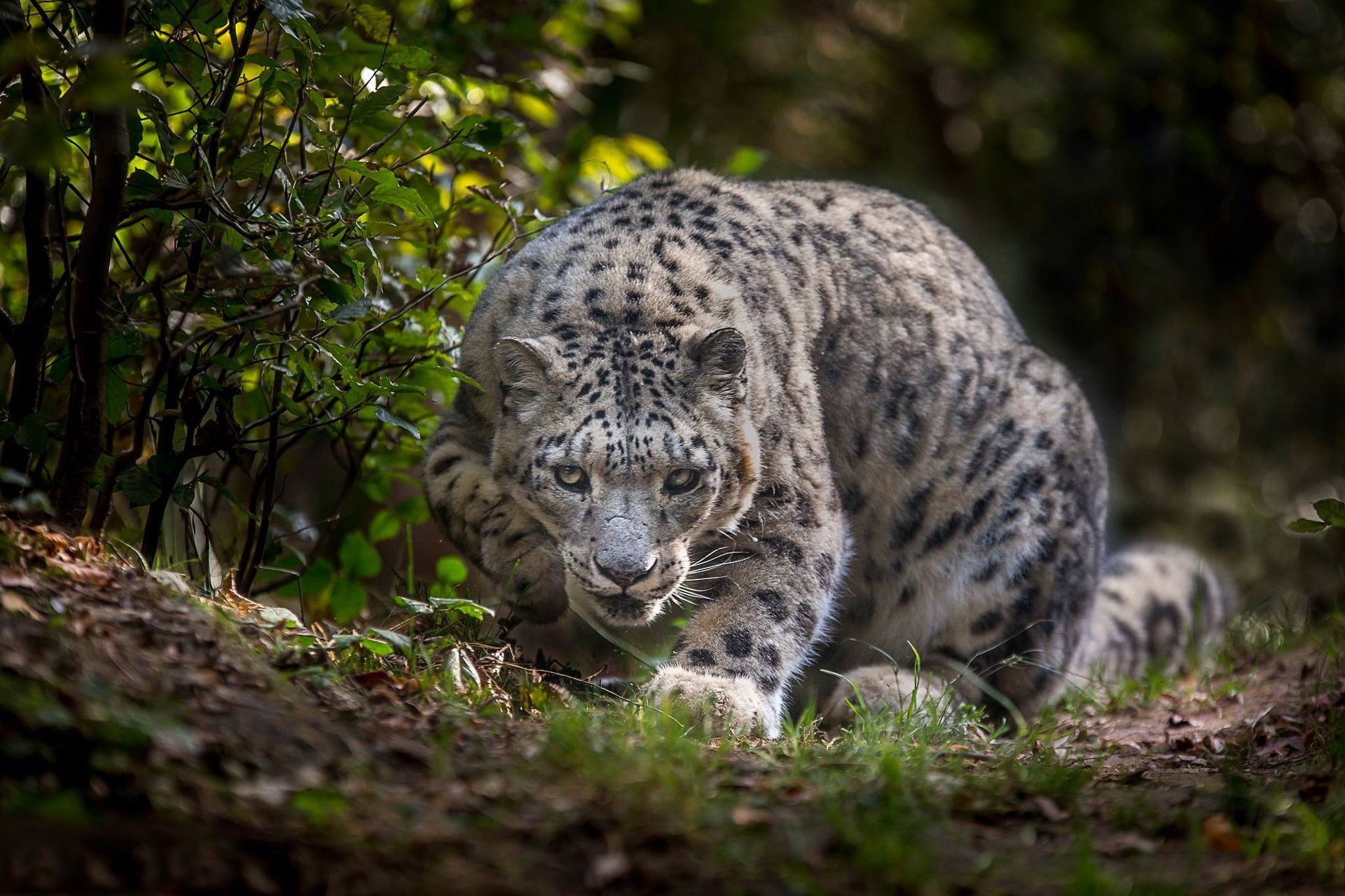 Snow leopard, wild cat, IRBIS, 1080P, HD Wallpaper