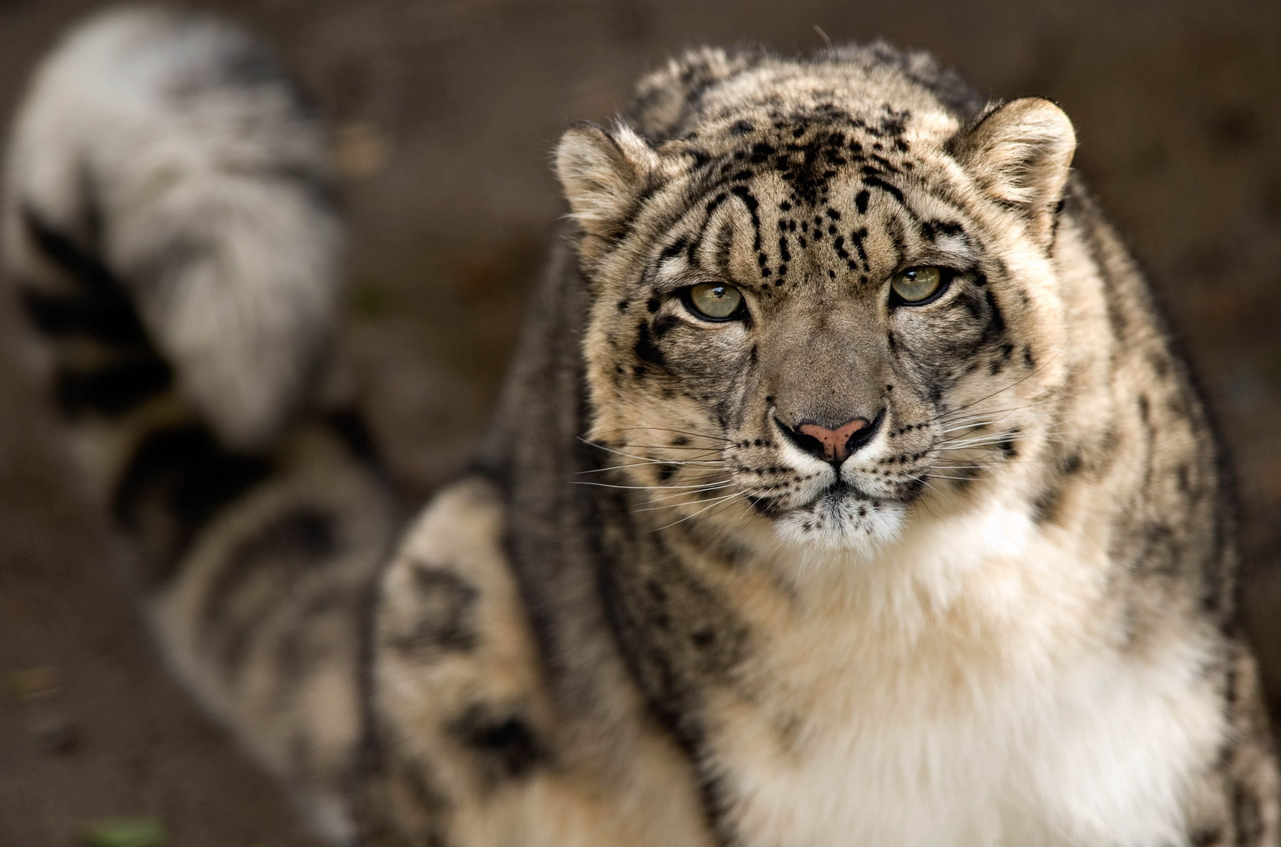 IRBIS, predator, snow leopard, 2K, face, look, HD Wallpaper