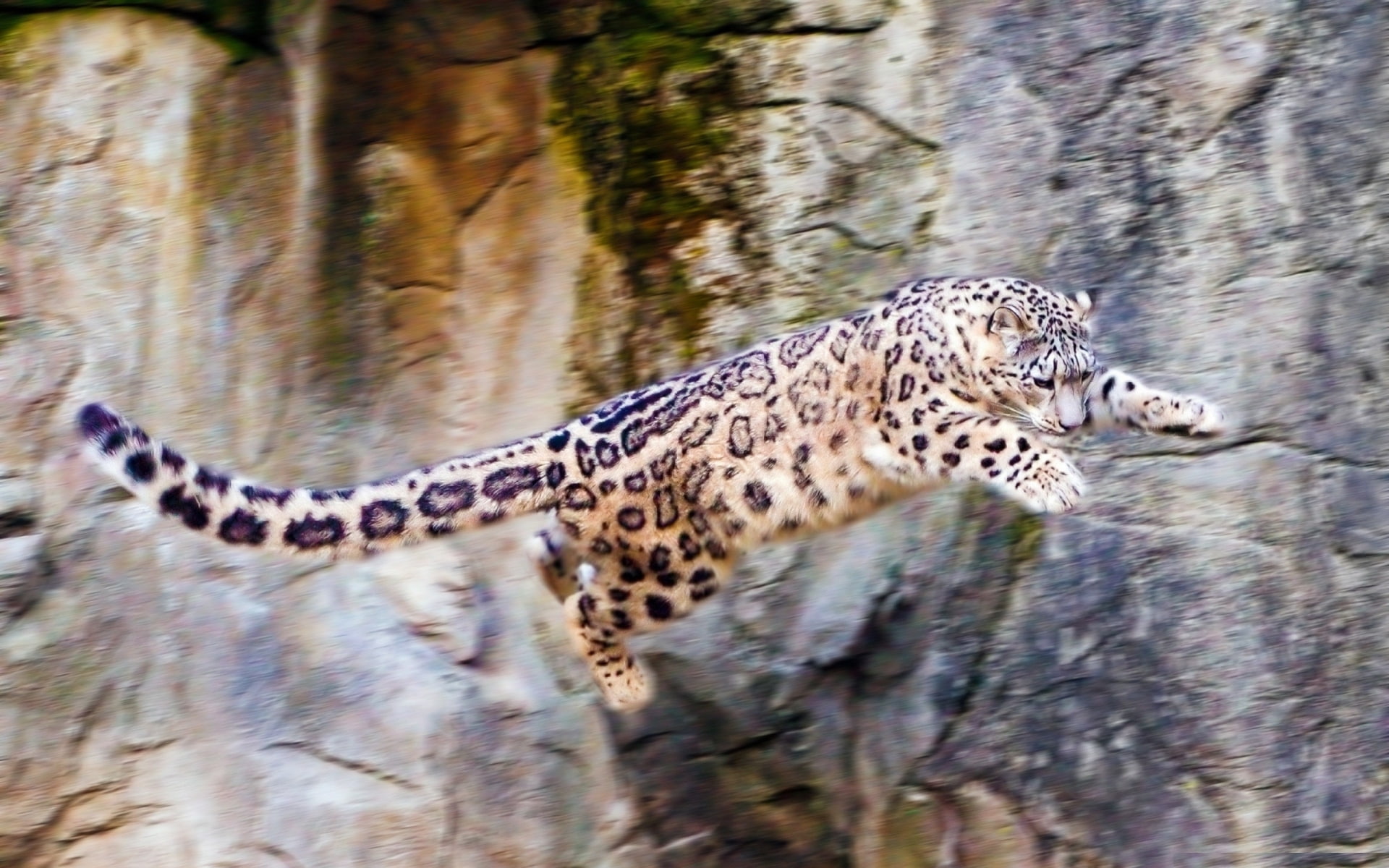 nature, 1080P, Snow leopard, rocks, jump, IRBIS, HD Wallpaper