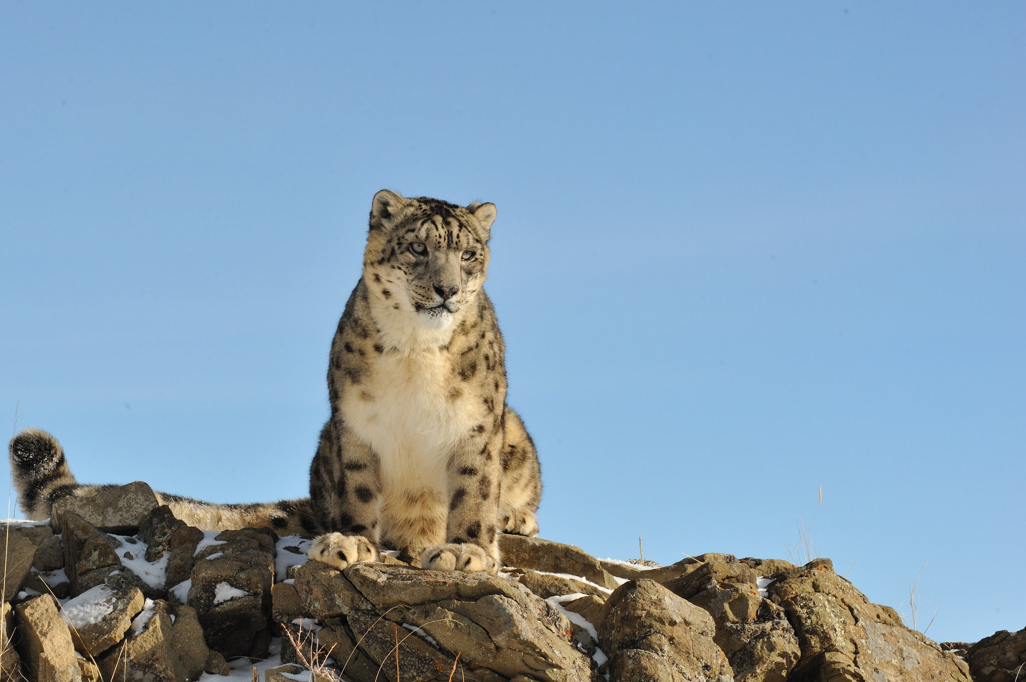 stones, 1080P, IRBIS, nature, cat, snow leopard, HD Wallpaper