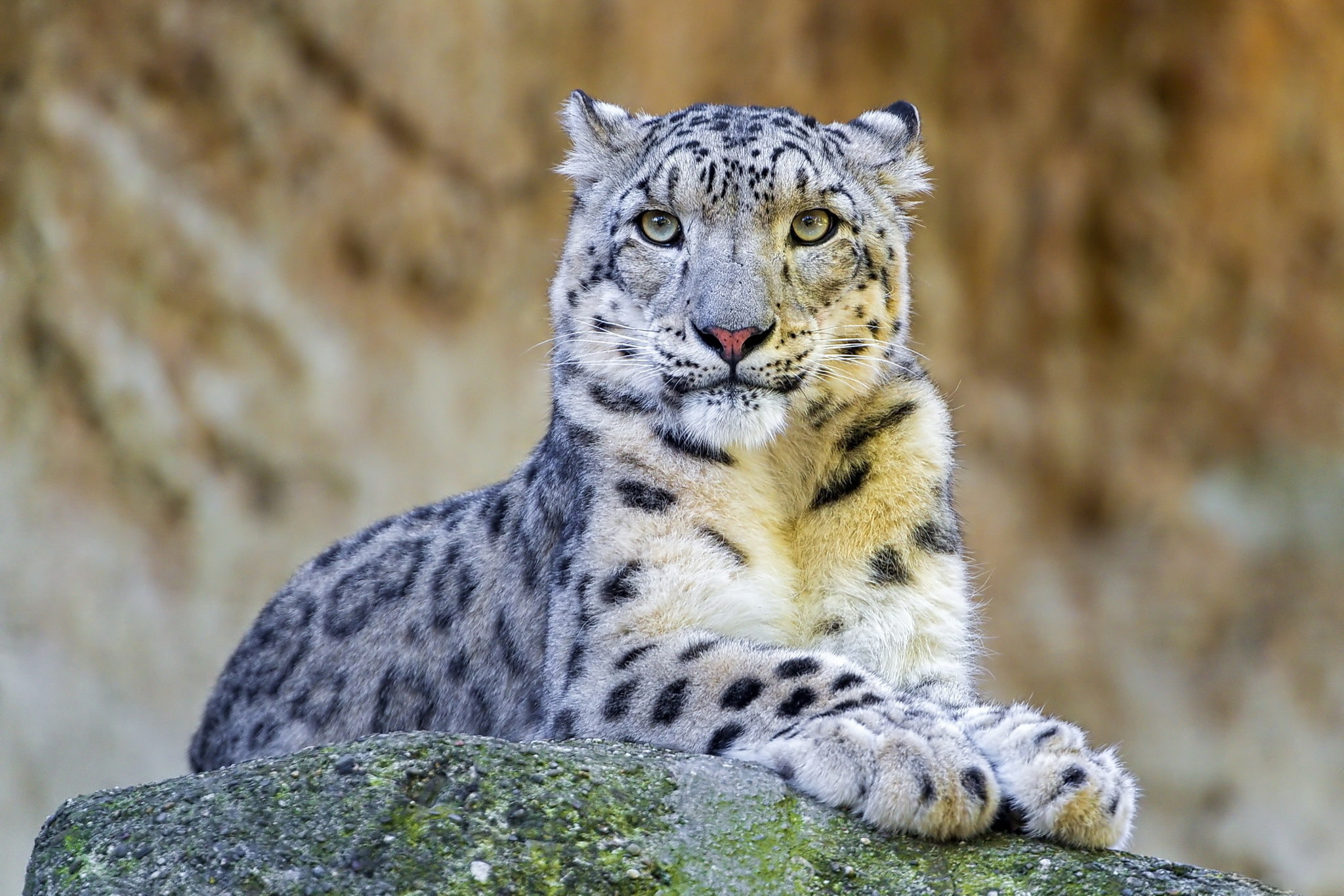 animal, animal wildlife, rock - object, carnivora, white, stone, big cat, portrait, predator, feline, IRBIS, rock, vertebrate, face, looking at camera, HD Wallpaper