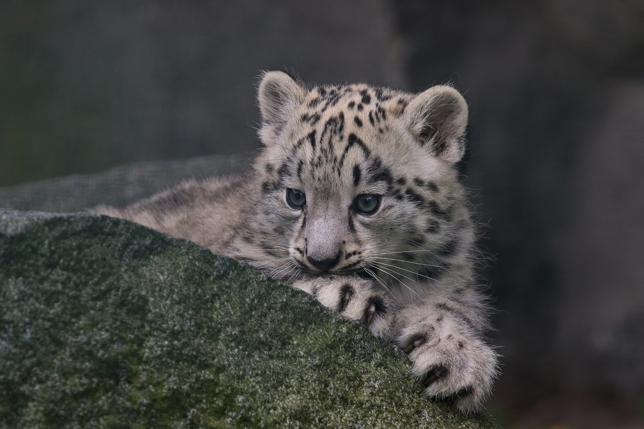 snow leopard, cub, IRBIS, stone, kitty, 1080P, HD Wallpaper
