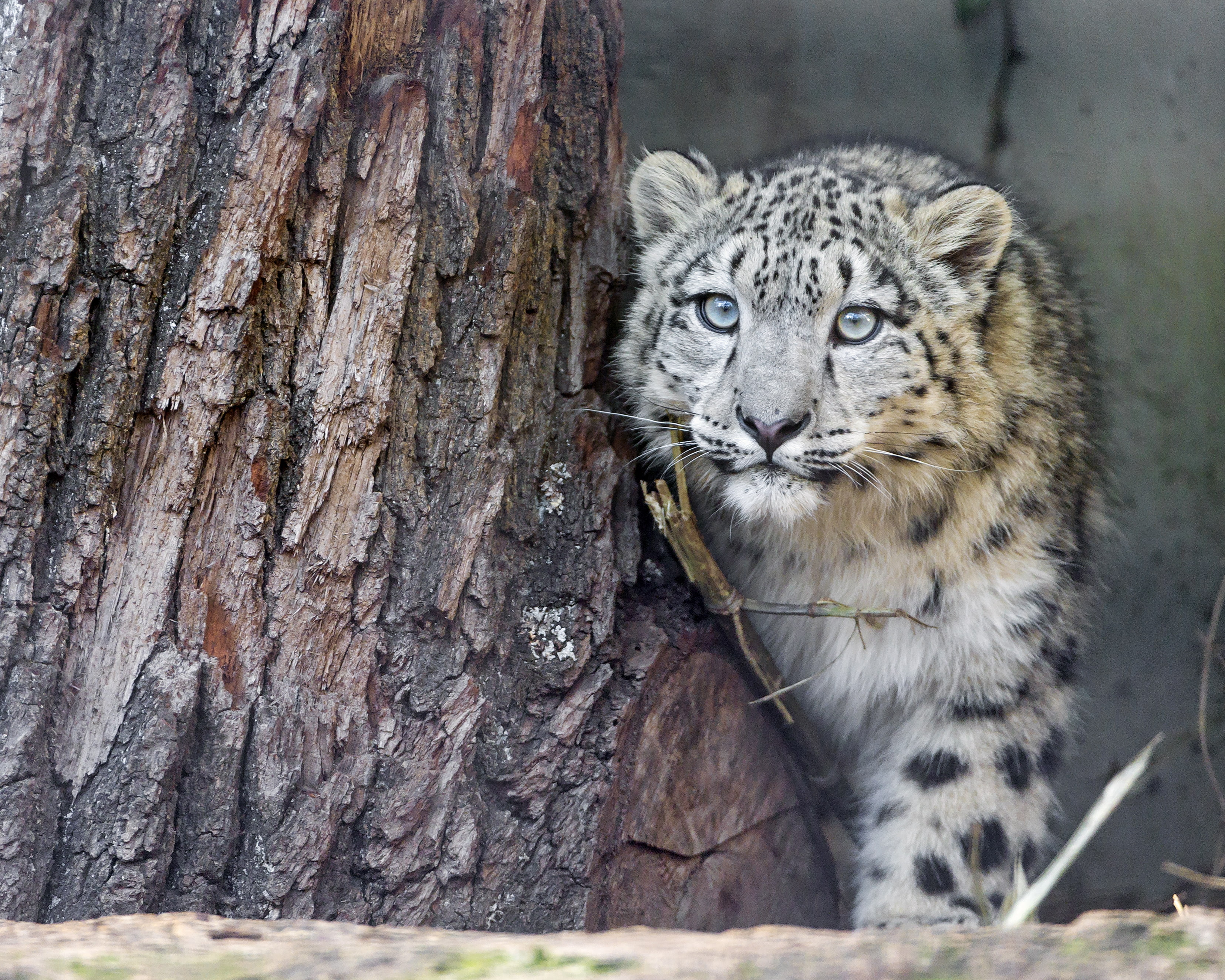 big cat, nature, cat, animal wildlife, feline, ©Tambako The Jaguar, animal themes, leopard, trunk, white tiger, 2K, one animal, whisker, tree, look, snow, HD Wallpaper