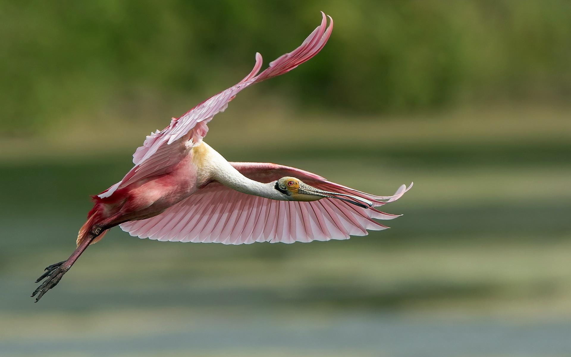 irbis, bierds, animal, 1080P, beautiful, animals, HD Wallpaper