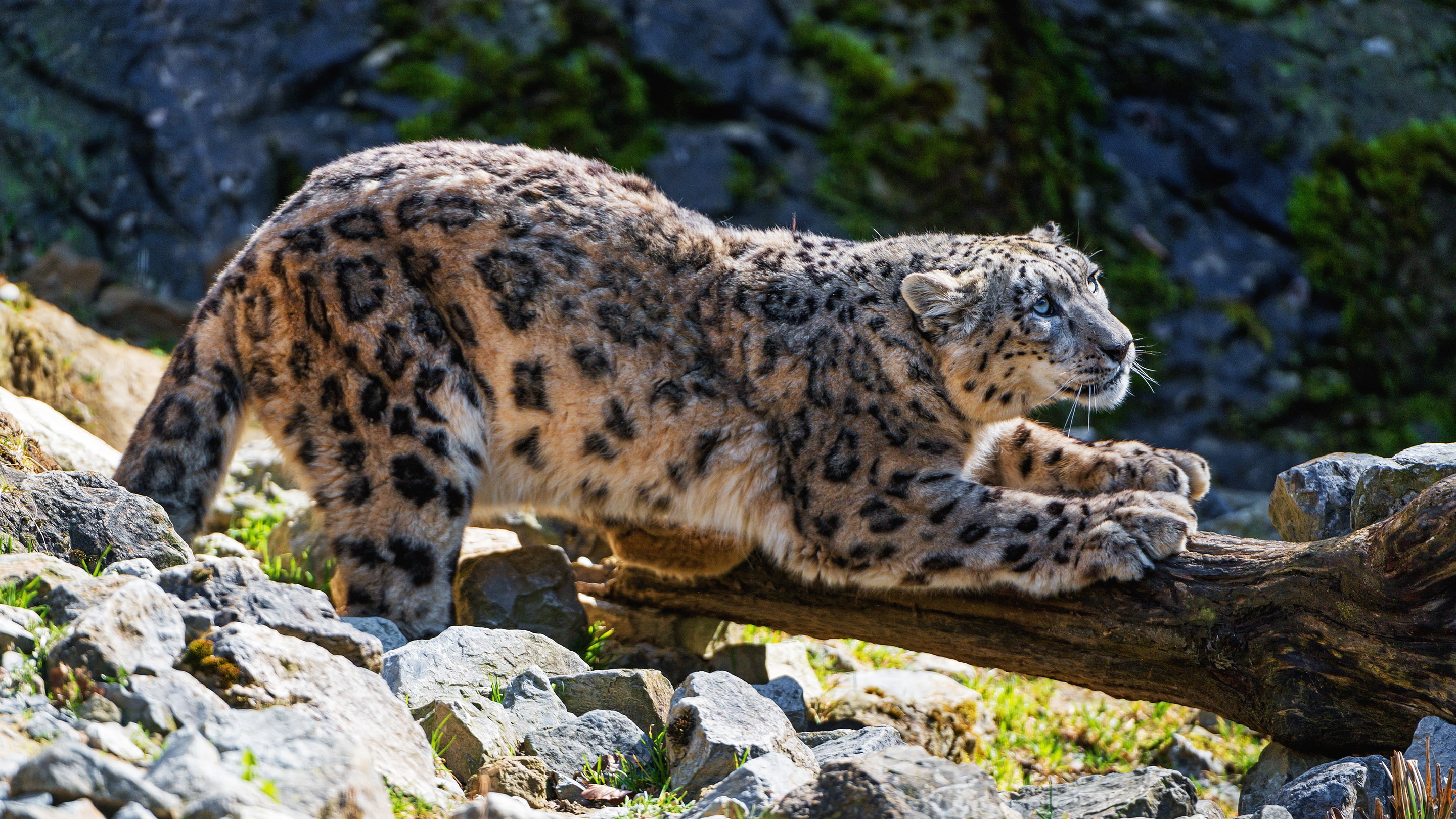2K, look, pose, wild cat, IRBIS, snow leopard, nature, HD Wallpaper