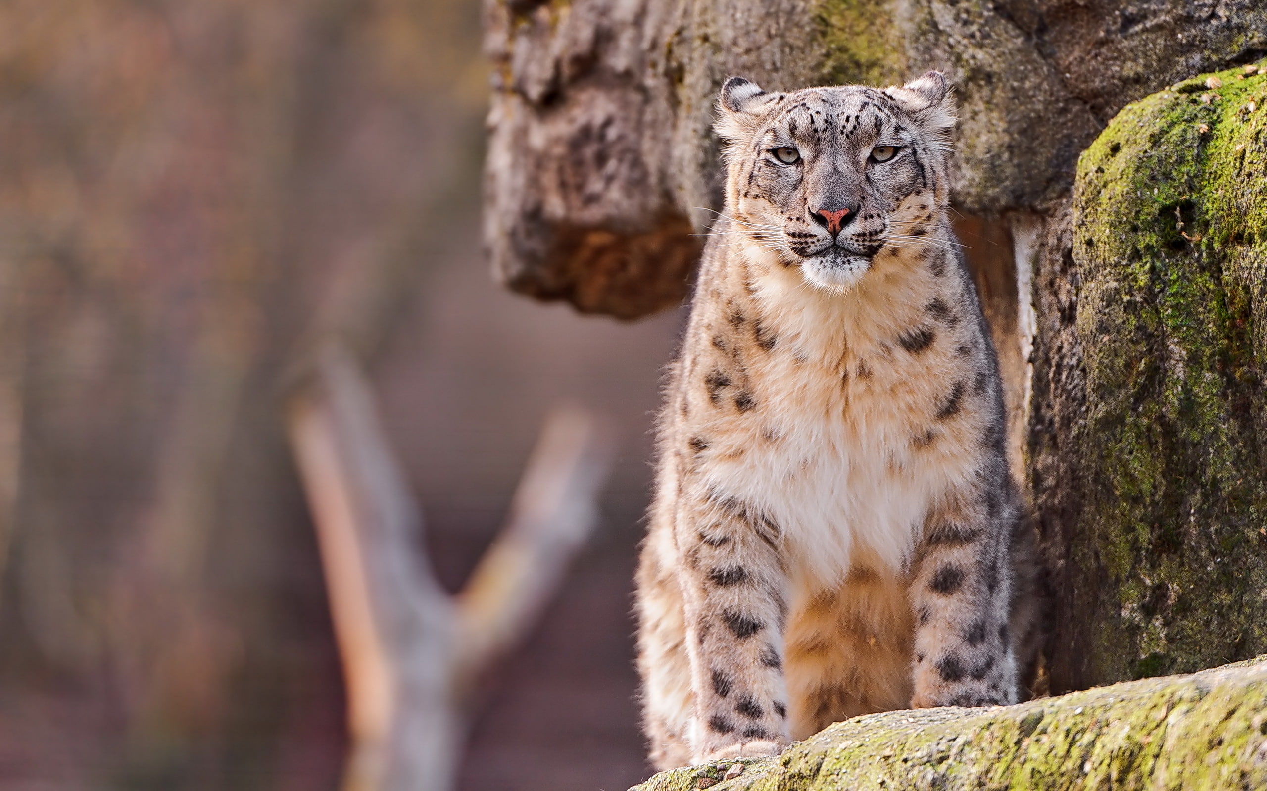 2K, IRBIS, snow leopard, rock, look, HD Wallpaper