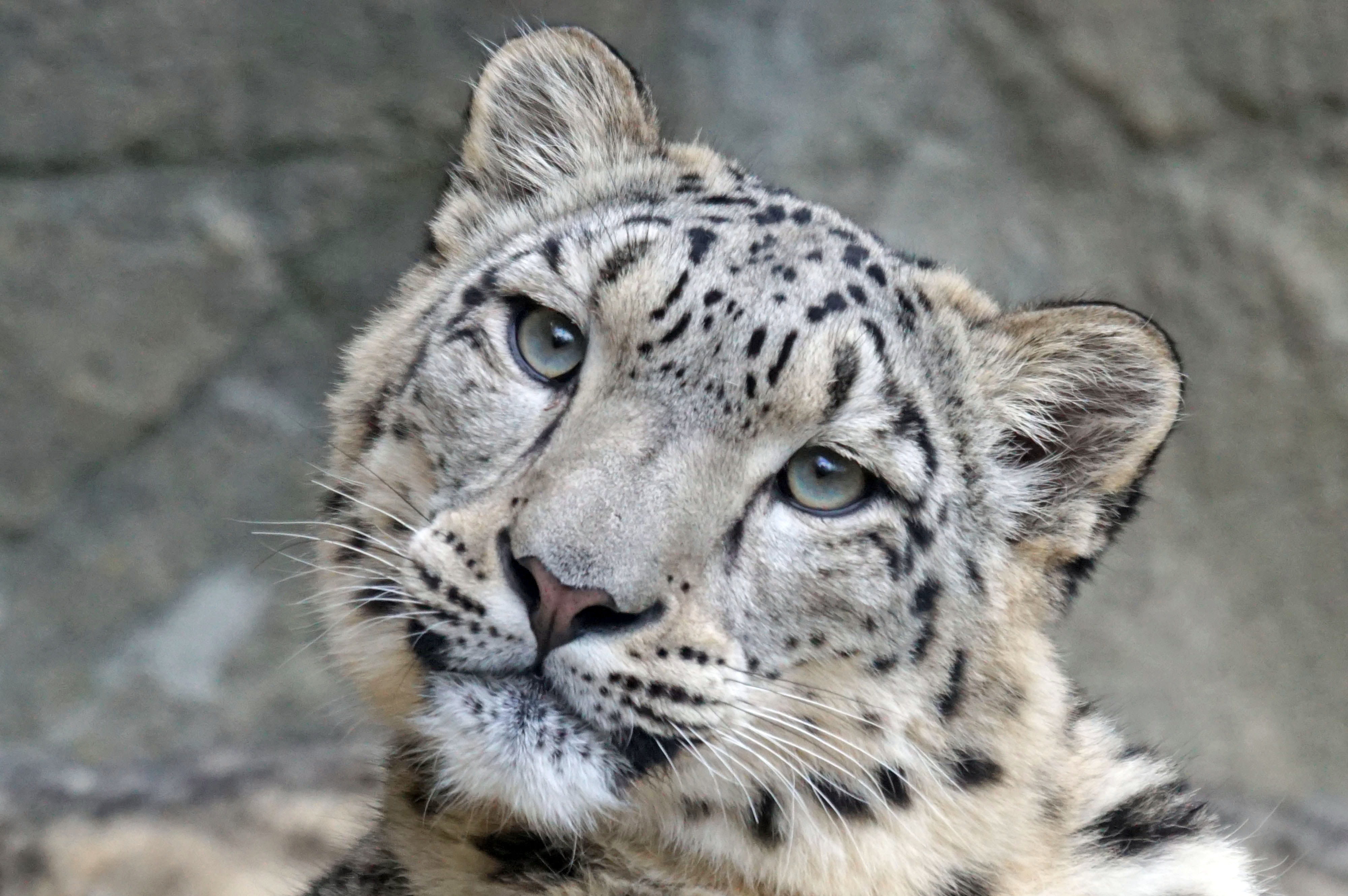 looking at camera, big cat, snow leopard, photography, looking, animal wildlife, predator, wildlife photography, brown, noble, feline, animal head, irbis, HD Wallpaper