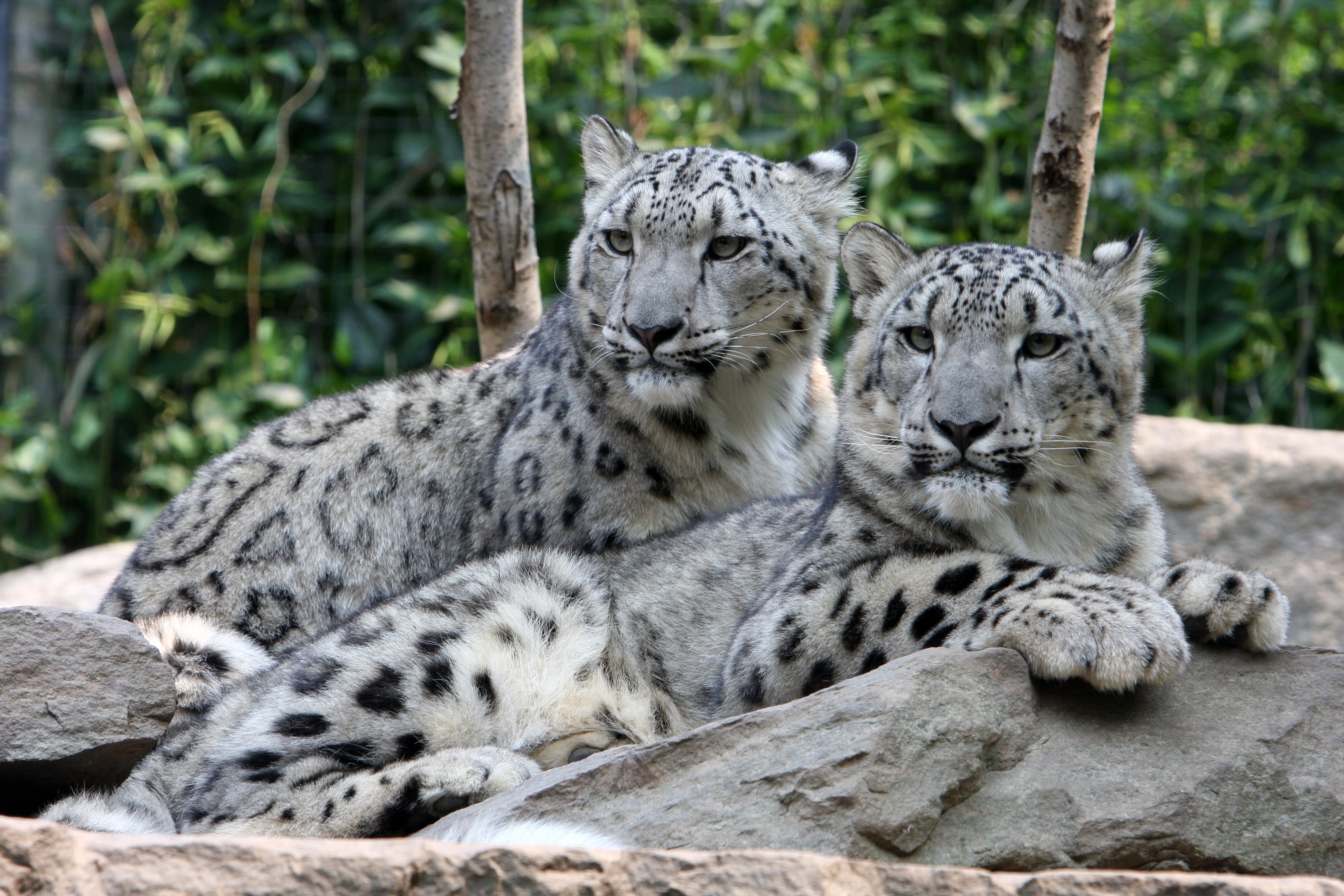 4K, snow leopard, fur, day, IRBIS, black, safari Animals, stones, pair, no People, resting, focus on foreground, mammal, zoo, danger, cat, undomesticated Cat, HD Wallpaper