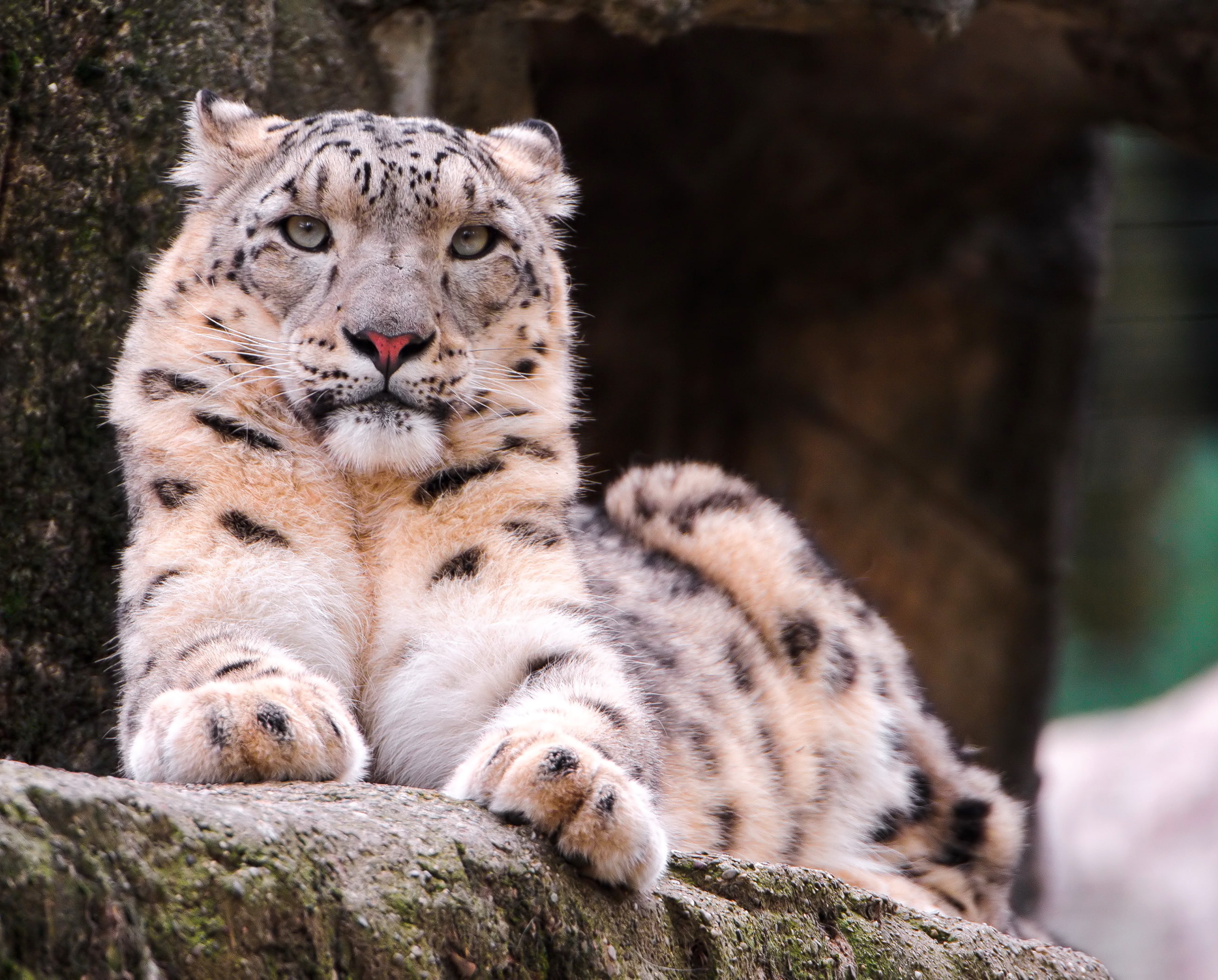 face, zoo, brown, IRBIS, cub, lying down, solid, rock, feline, looking at camera, cat, portrait, mammal, animal themes, animals in the wild, relaxation, HD Wallpaper